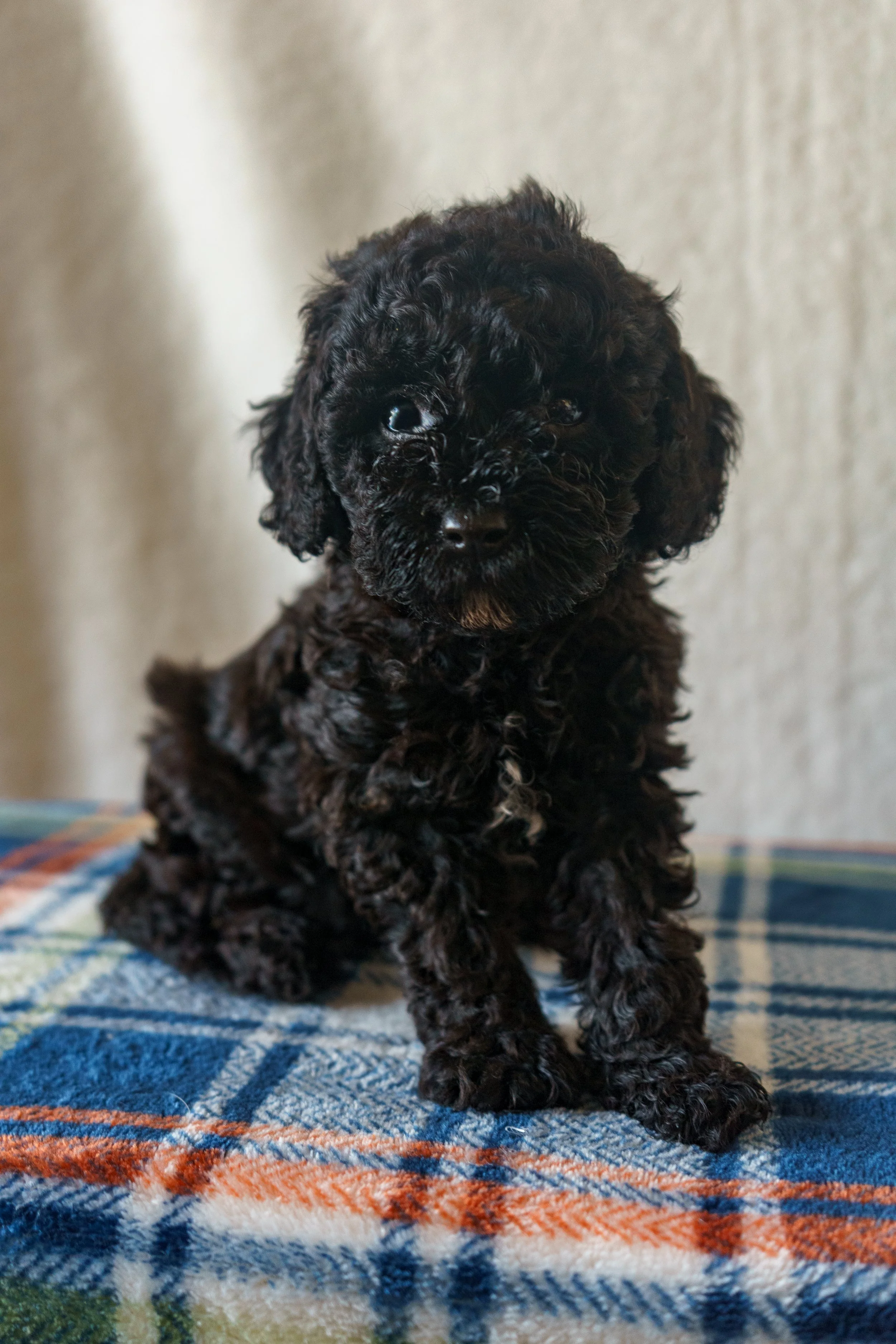 Pumbaa - Boy - He is exceptionally friendly and people-focused. Click the image to see more!