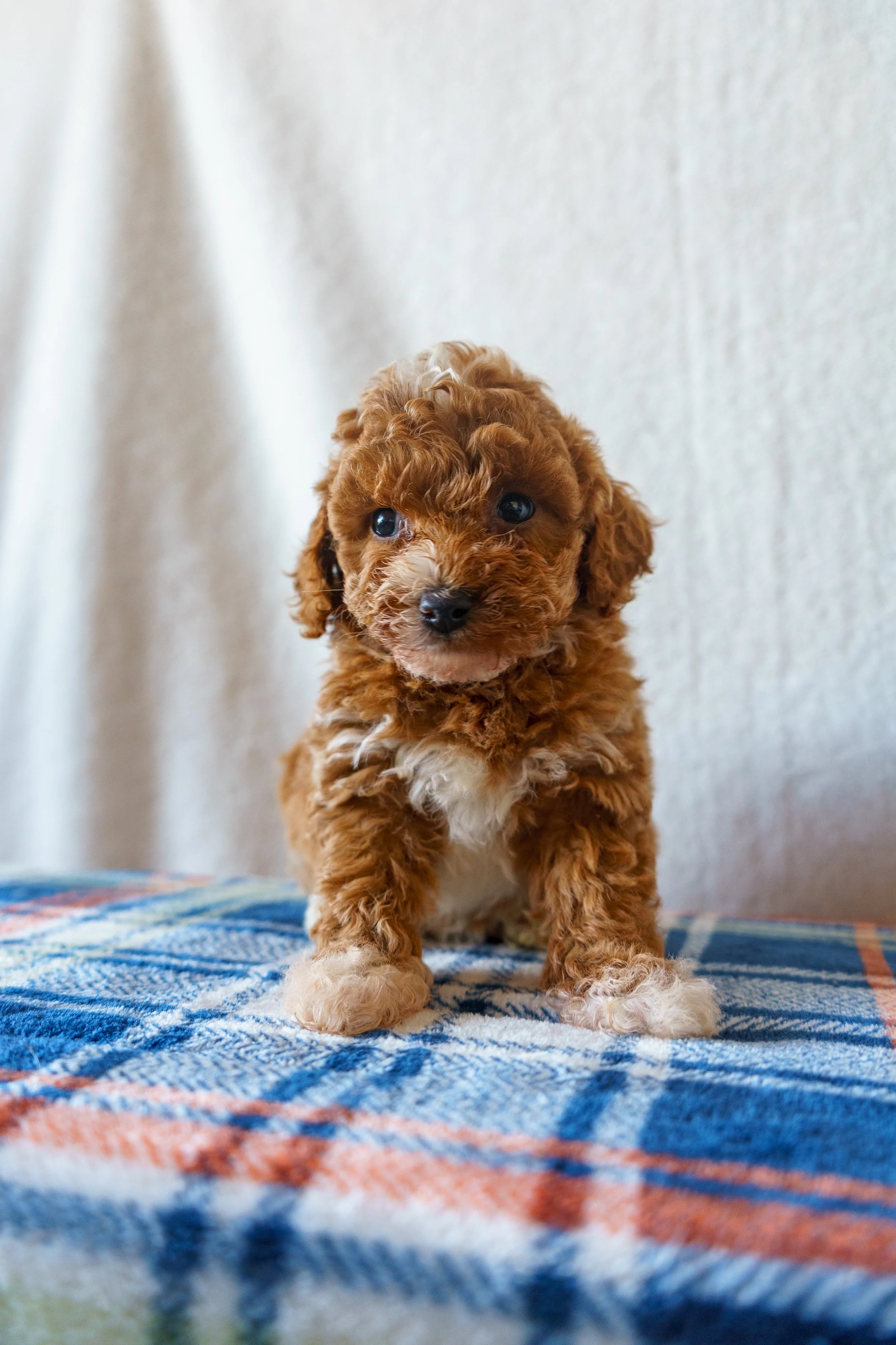 Simba - Boy - He is confident and affectionate with a fun streak. Simba loves attention, enjoys exploring, and has a lovable, upbeat personality. Click the image to see more!