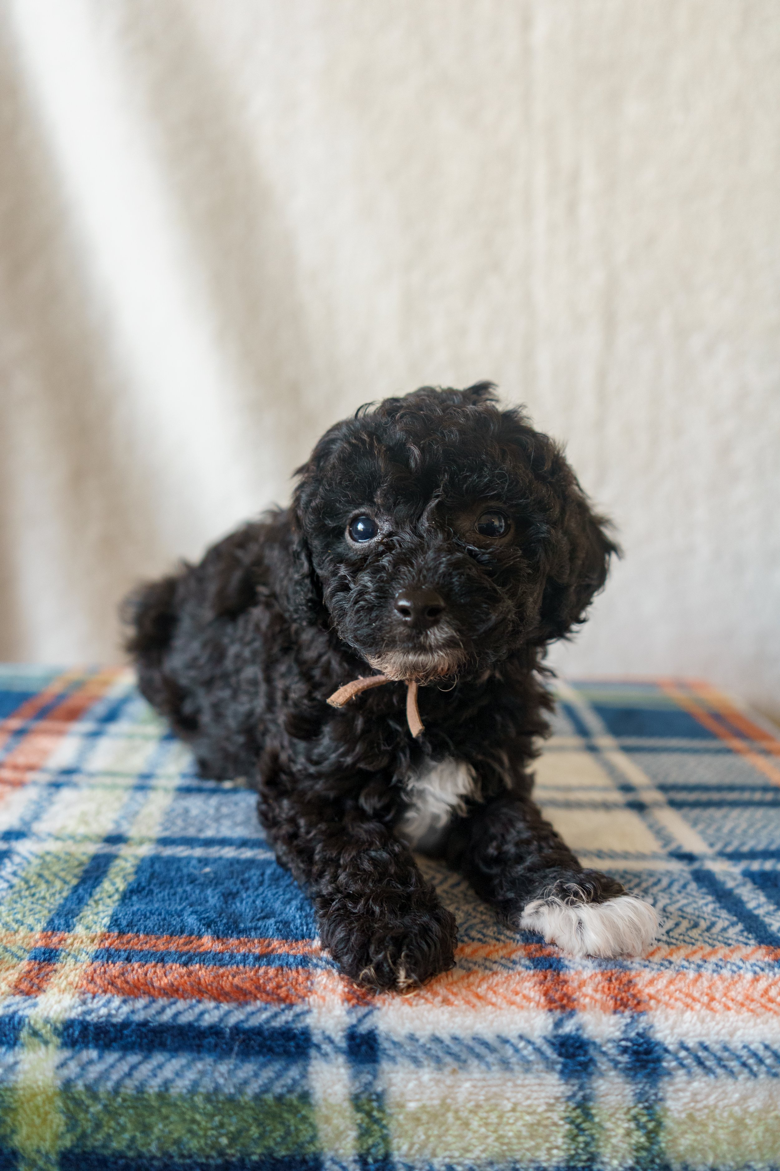 Nala - Girl - Nala is sweet, soulful, and quietly confident. Nala is a gentle cuddle-bug who loves being close and watching everything around her. Click the image to see more!