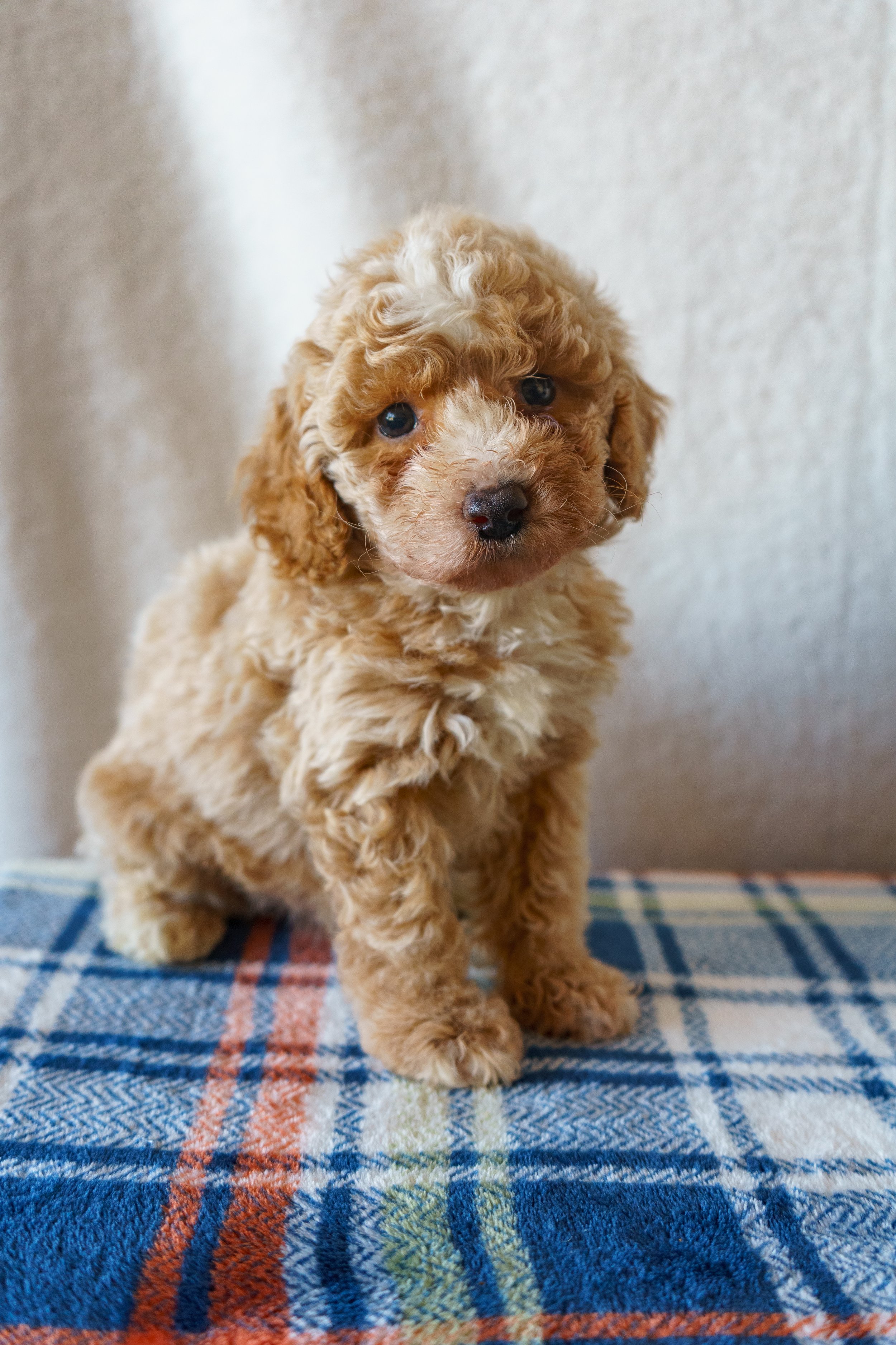 Kovu - Boy  - Click the image to see more!