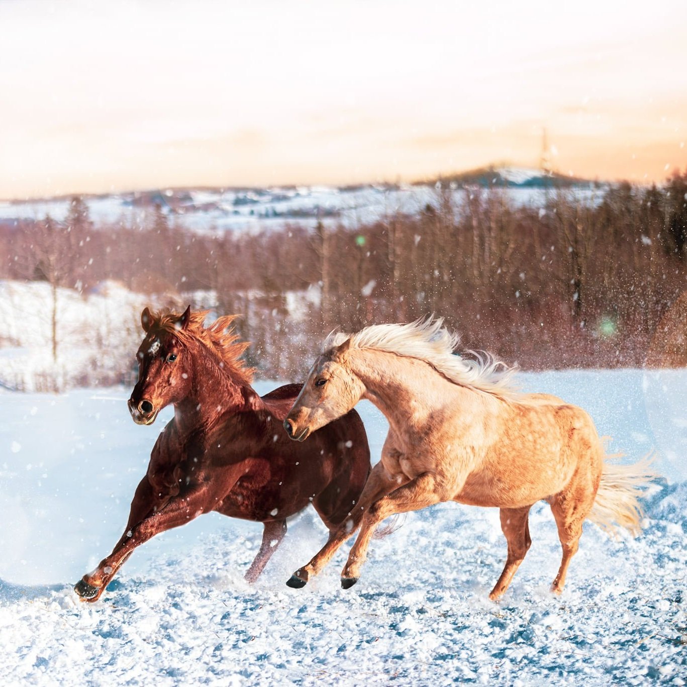 horses-4.jpg