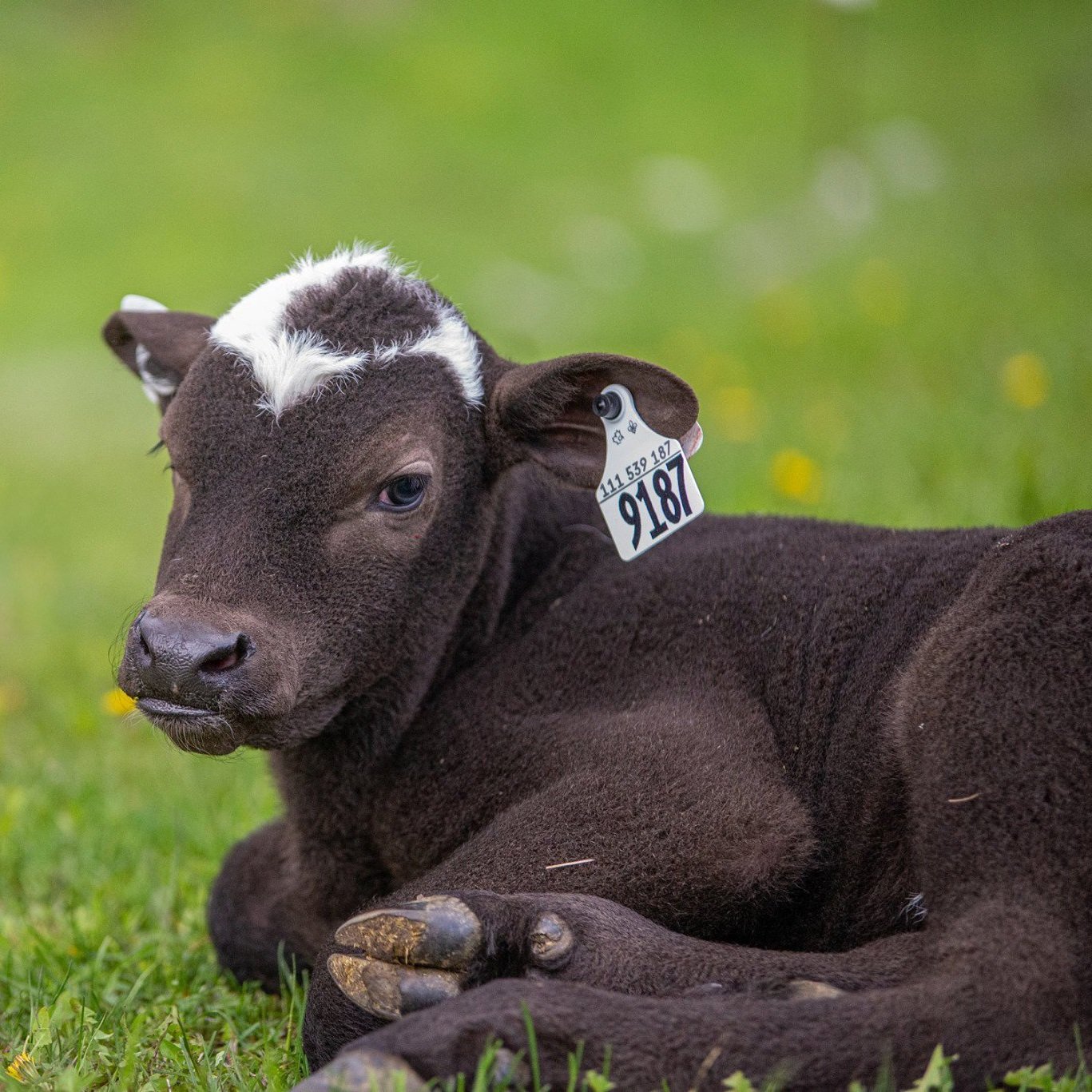 calf.jpg