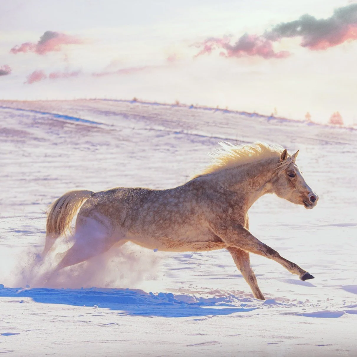 chevaux.jpg