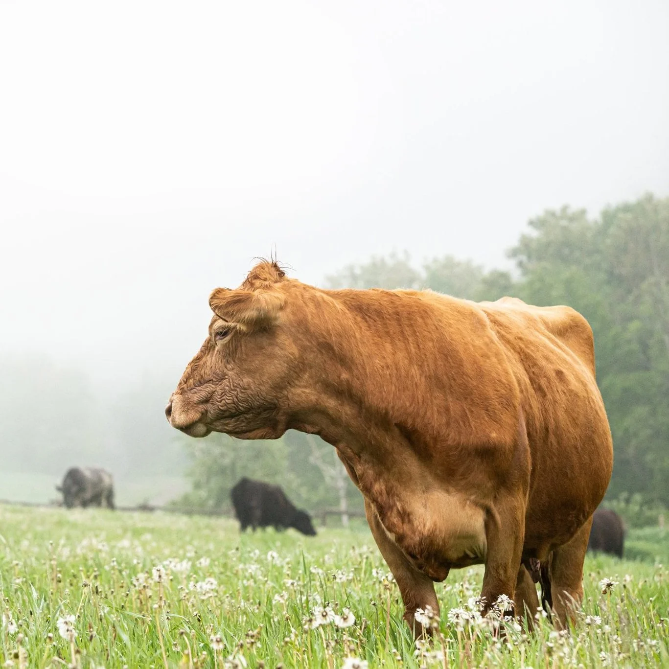 cow-4.jpg