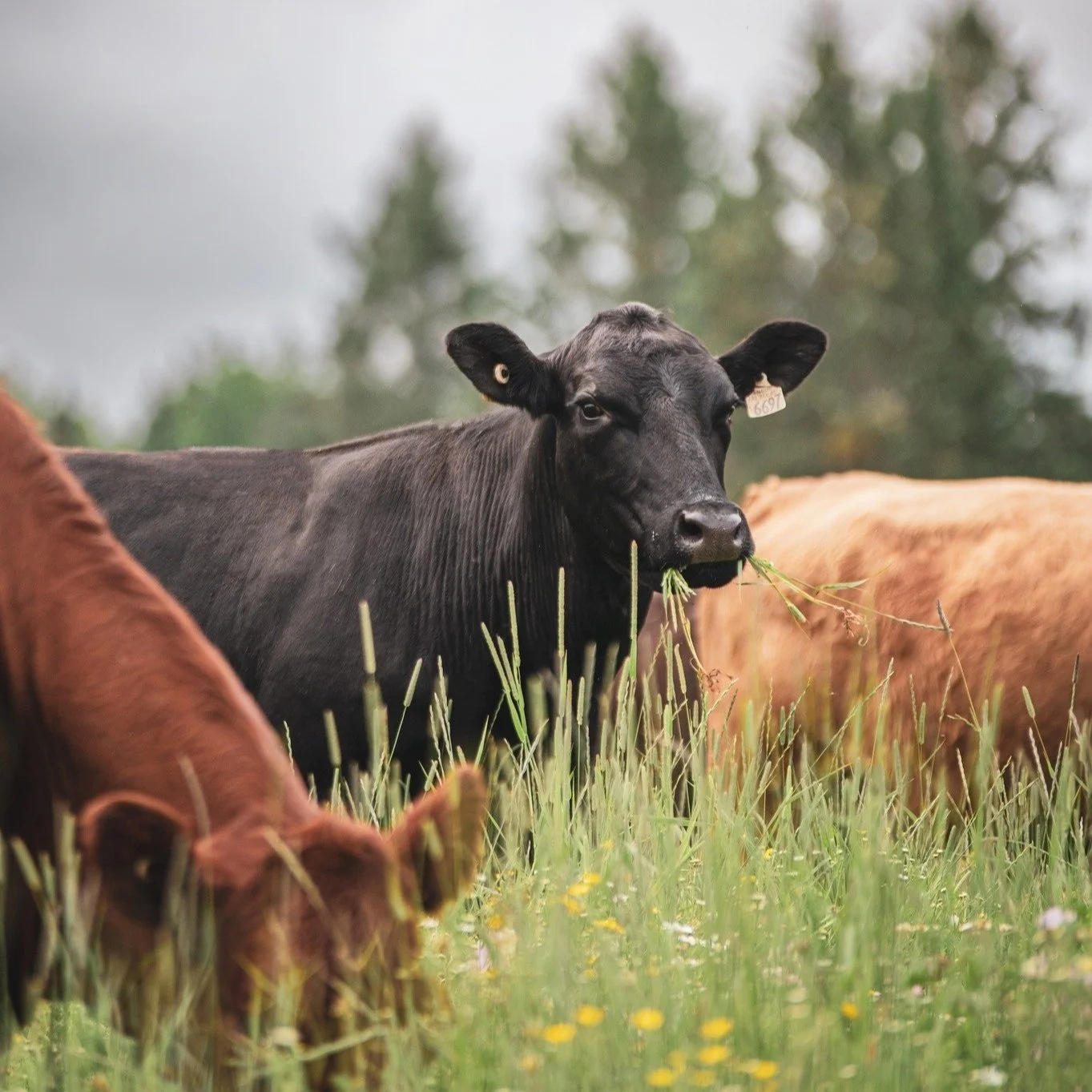 cow.jpg