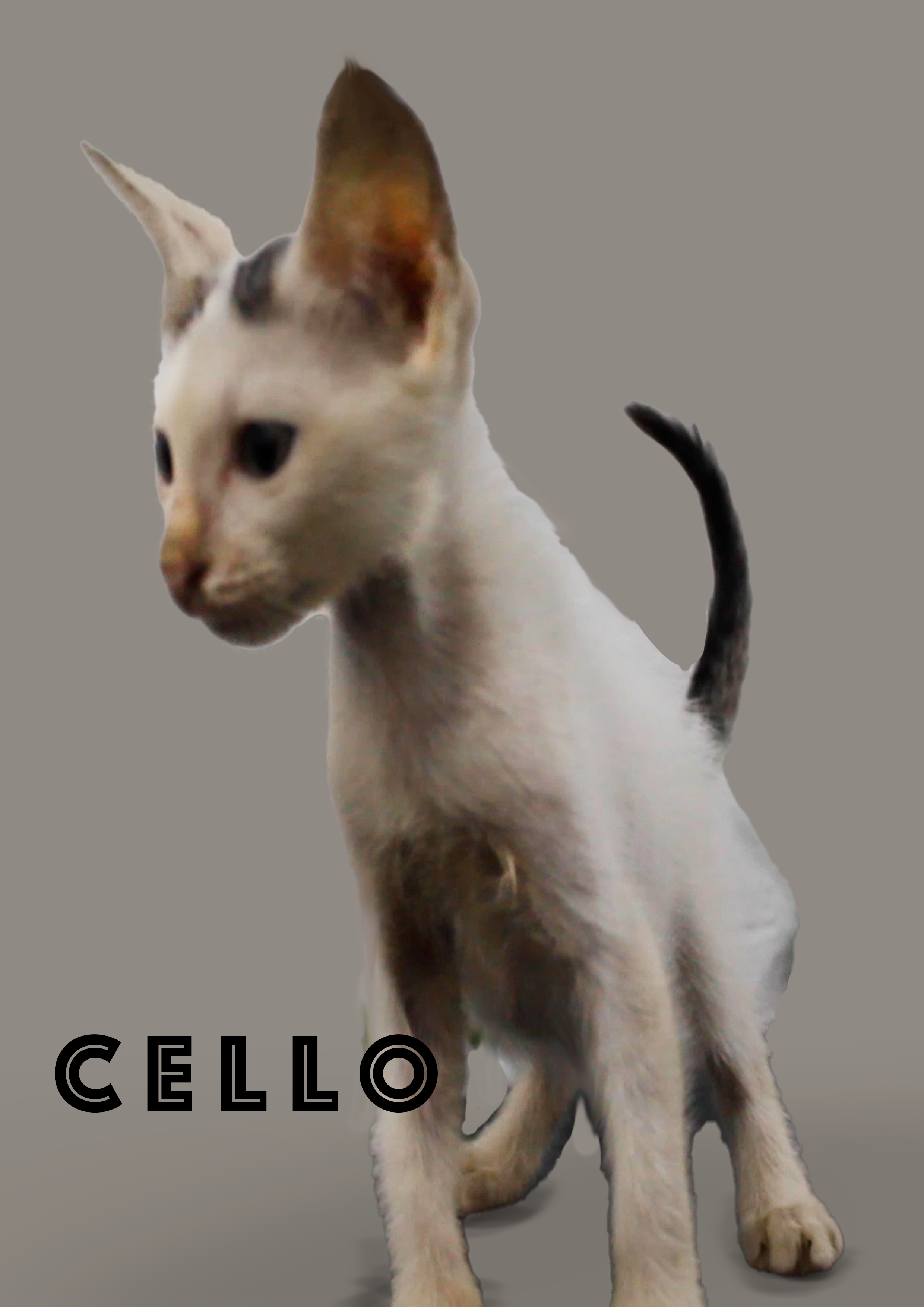 A domestic cat with a white and light brown coat, standing against a plain background. The word "CELLO" appears in black text at the bottom left of the image.