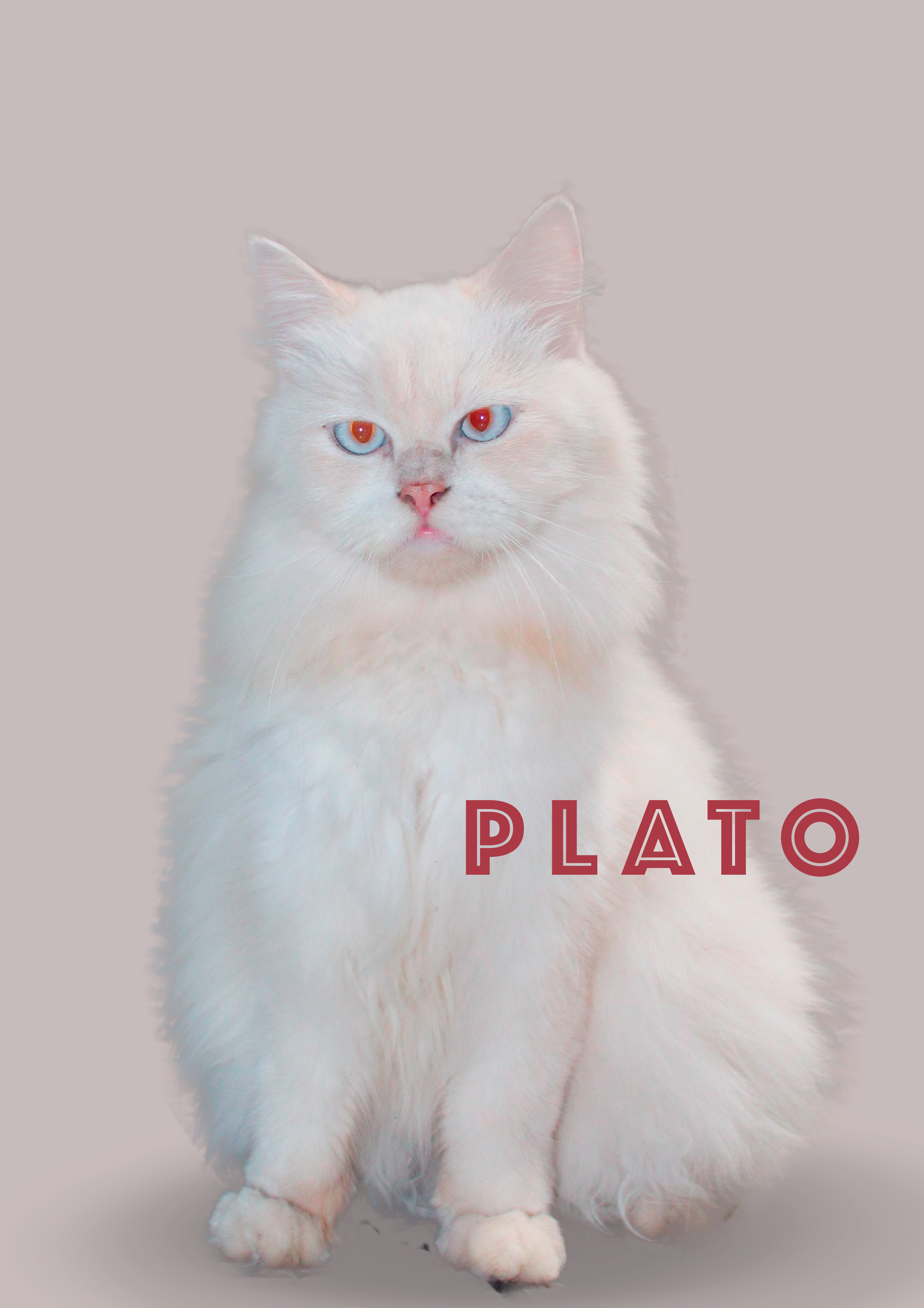 A white fluffy cat with heterochromatic eyes, one blue and one amber, sitting against a plain background. The word 'PLATO' is written in bold, maroon letters across the lower right part of the image.