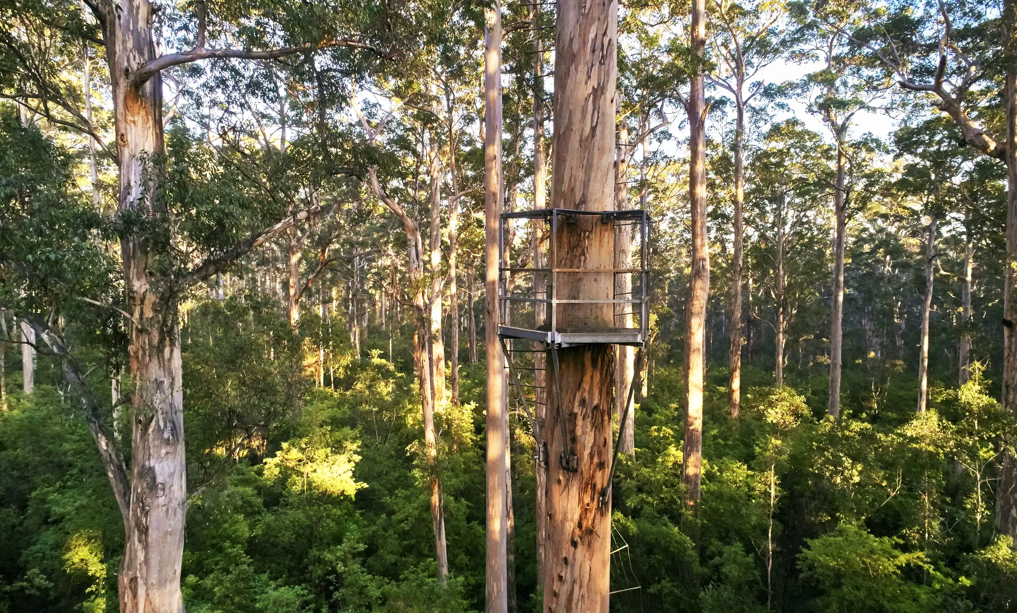 Gloucester-Tree-Pemberton-Jarrah.png