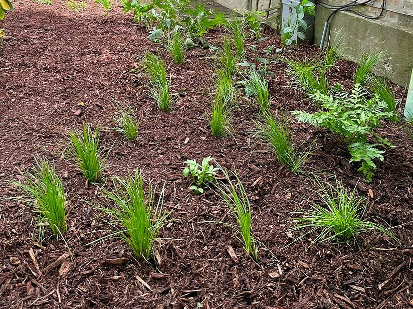 Matrix-planted shade garden with structural elegance — Wild Plum ...