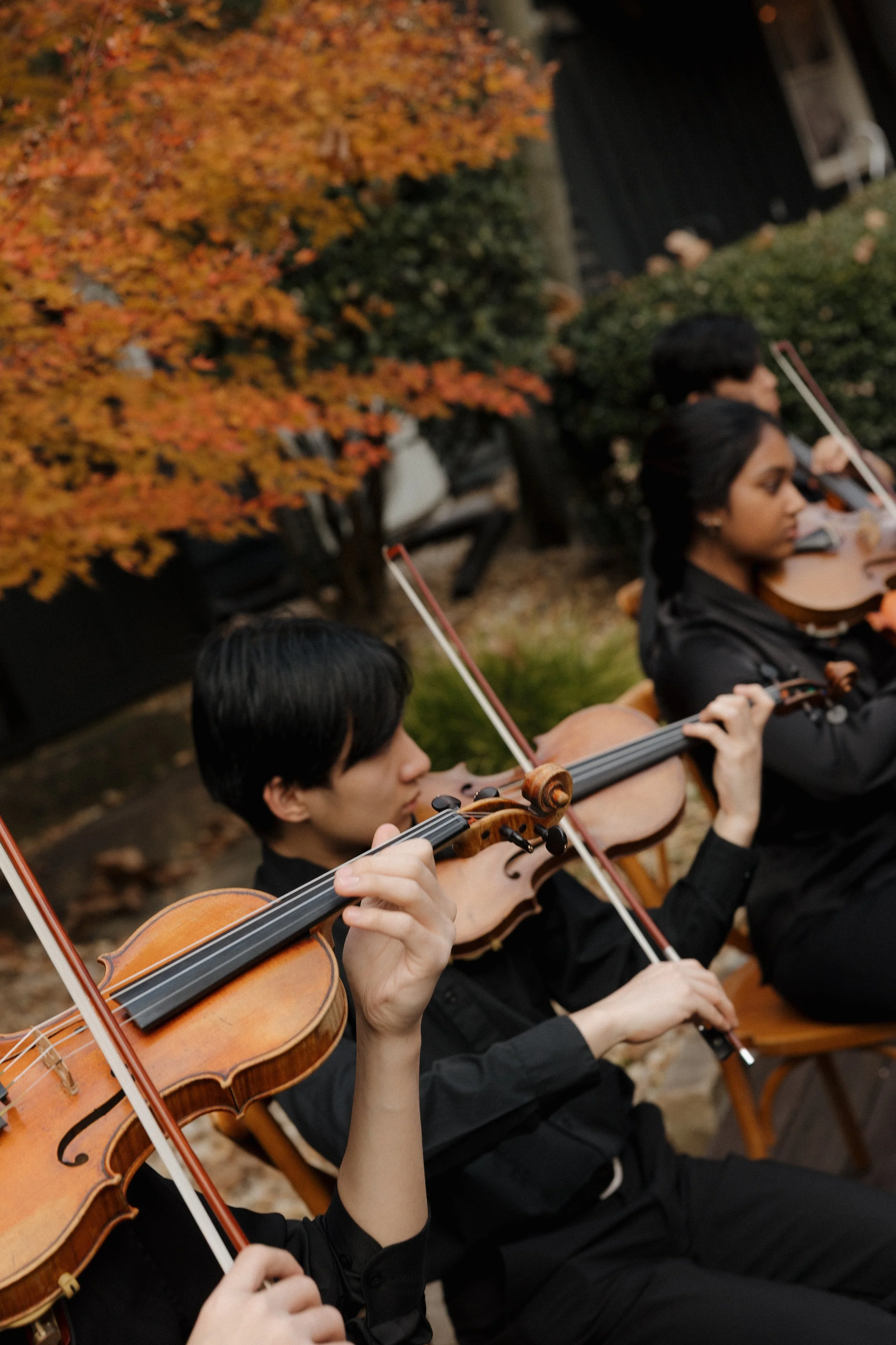 DC Wedding Photographer. Michaela Mae and Co. three musicians playing violins outdoors during fall, with colorful autumn leaves and trees in the background.