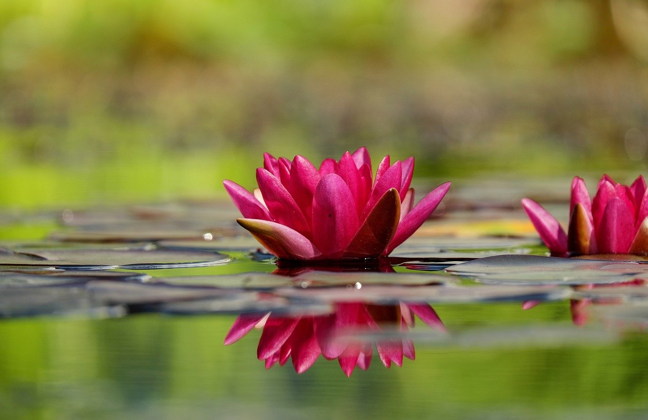 water-lilies-1442497_1280.jpg