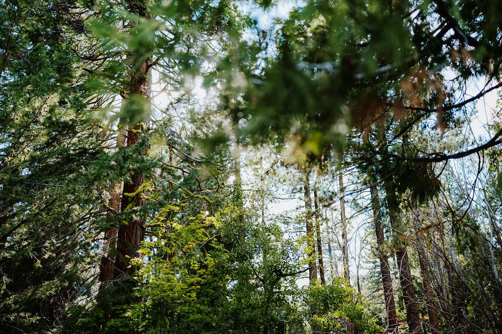 vildphotography-tahoe-wedding-E&C-60.jpg