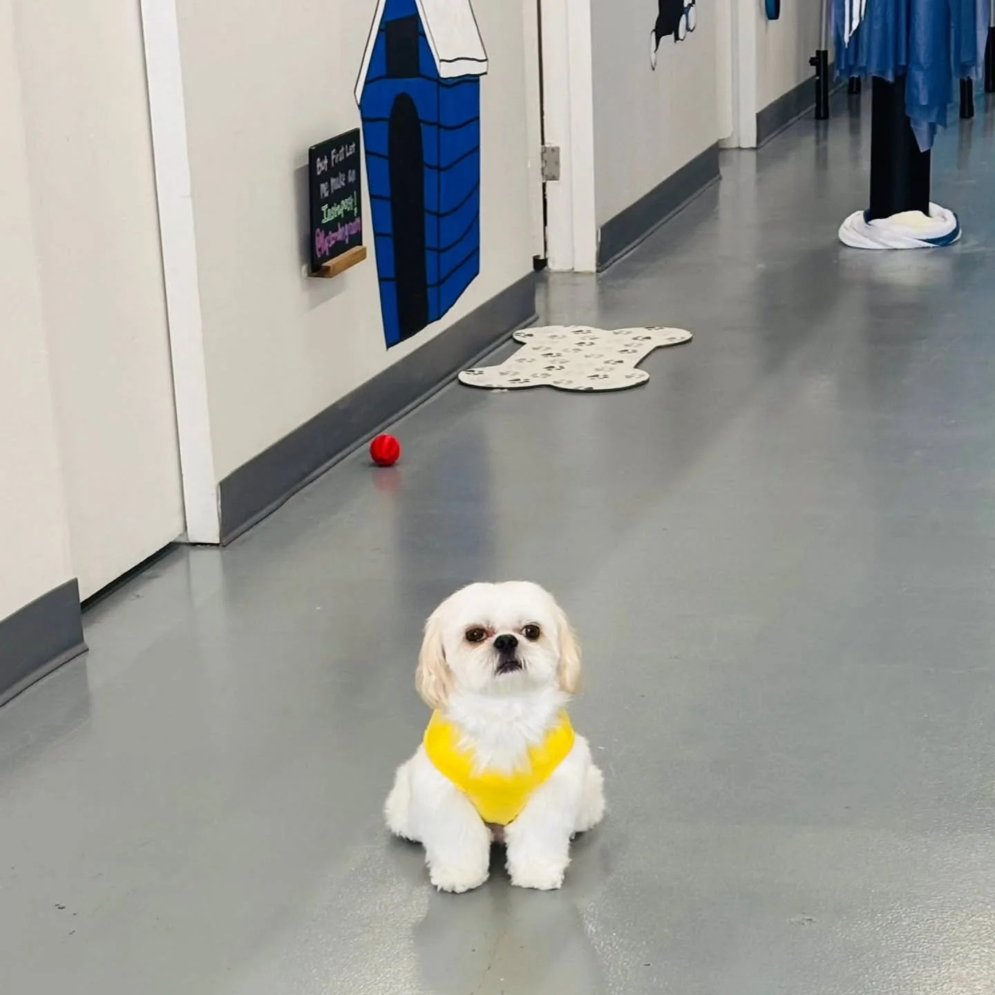 ✨ Our Katy shop is as cute as your pups 🐶💕 Not only do we keep it cozy and welcoming, but we also keep our pricing fair, simple, and the best in town. No hidden fees, just honest grooms with lots of love. 💇&zwj;♂️🐾