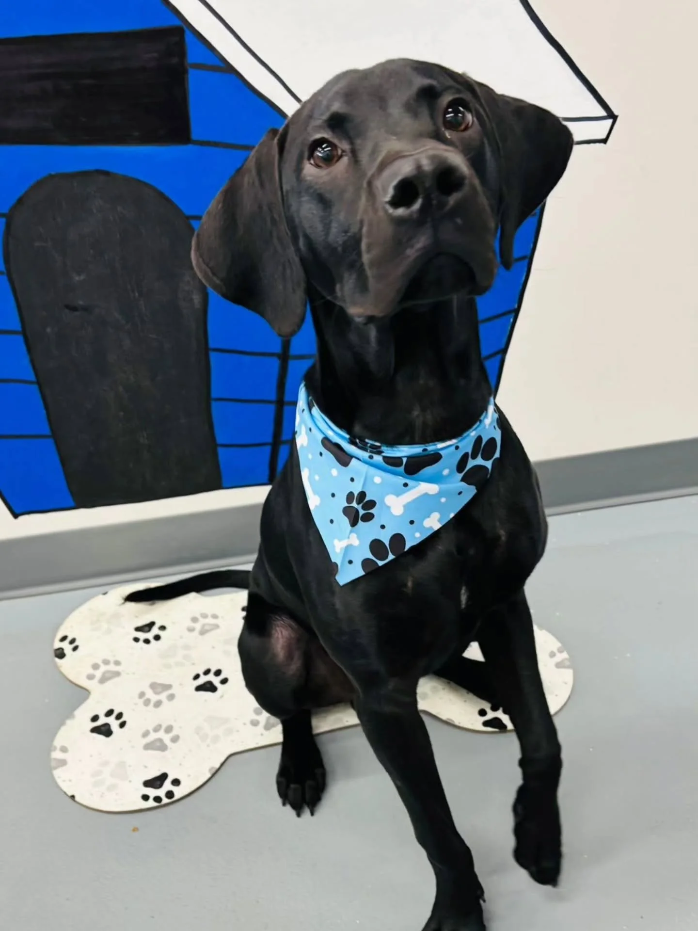 Rocket looking fresh and clean after his by-weekly bath and nail trim! 

SELF-WASH
Small Dogs (Up to 17&rdquo; Tall)&hellip;&hellip;..$15
Medium Dog (18&rdquo; to 25&rdquo; Tall)&hellip;.$20
Large Dog (26&rdquo; to 31&rdquo; Tall)&hellip;&hellip;...$
