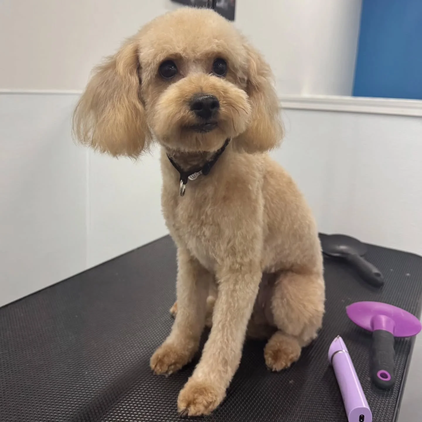 Grooms lately!

dogwashkatytx #petfriendlyhouston #dogspaexperience #selfwashforyourdog #supportlocalbusinesseskaty #diydogwash katypetowners happydogs dogloverhouston dogsofKaty dogsofHouston KatyTX Houstondogmoms Houstondogs DogGroomingHouston Katy