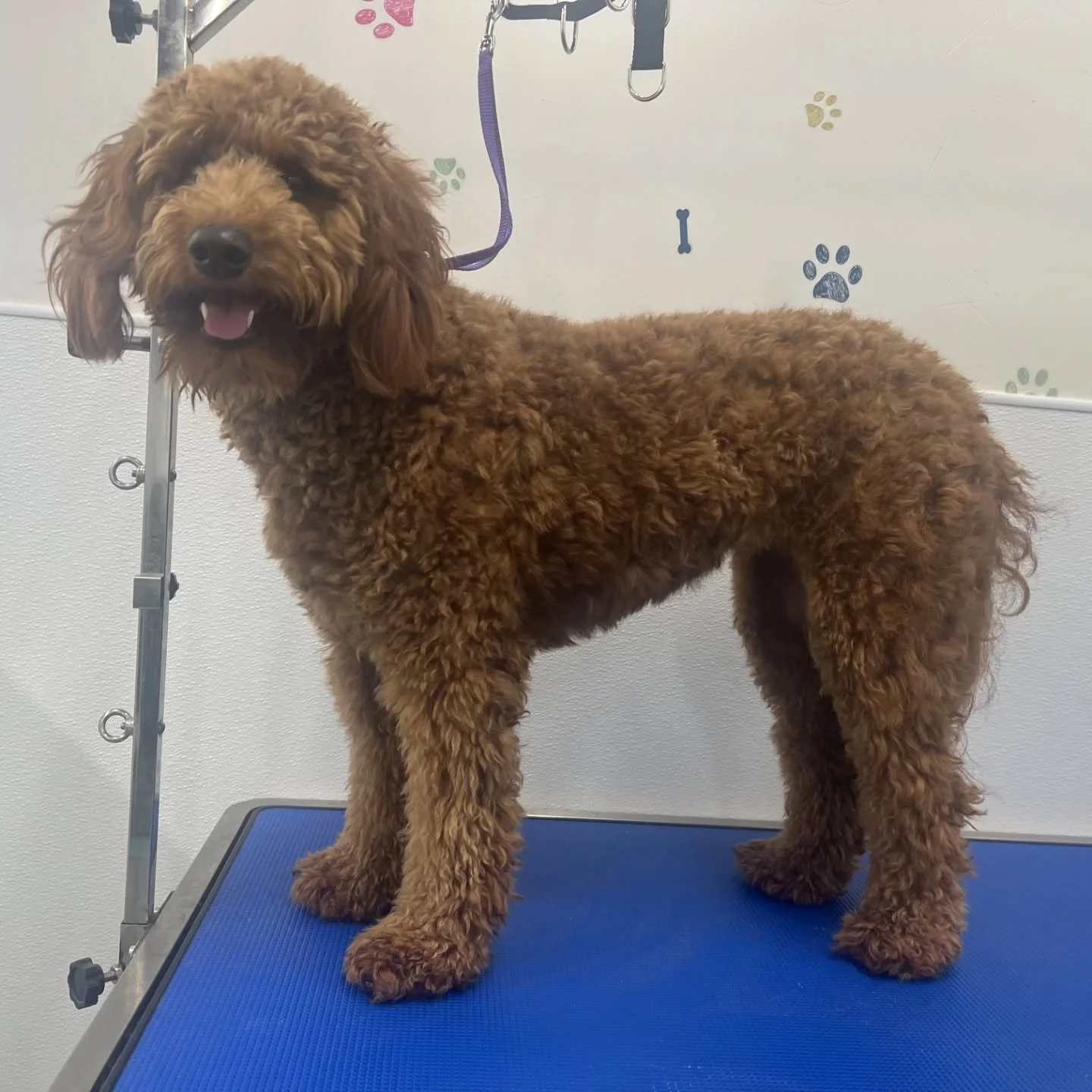 Before and Afters 😎

dogwashkatytx #petfriendlyhouston #dogspaexperience #selfwashforyourdog #supportlocalbusinesseskaty #diydogwash katypetowners happydogs dogloverhouston dogsofKaty dogsofHouston KatyTX Houstondogmoms Houstondogs DogGroomingHousto