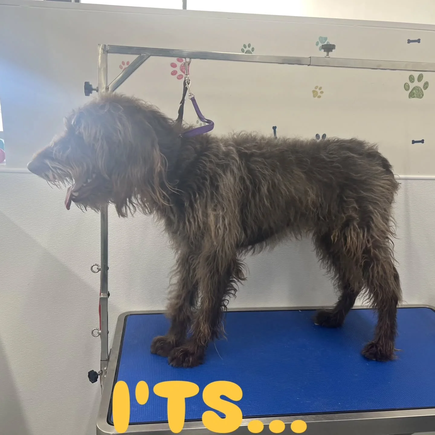 SHAVE IT OFF...!

dogwashkatytx #petfriendlyhouston #dogspaexperience #selfwashforyourdog #supportlocalbusinesseskaty #diydogwash katypetowners happydogs dogloverhouston dogsofKaty dogsofHouston KatyTX Houstondogmoms Houstondogs DogGroomingHouston Ka