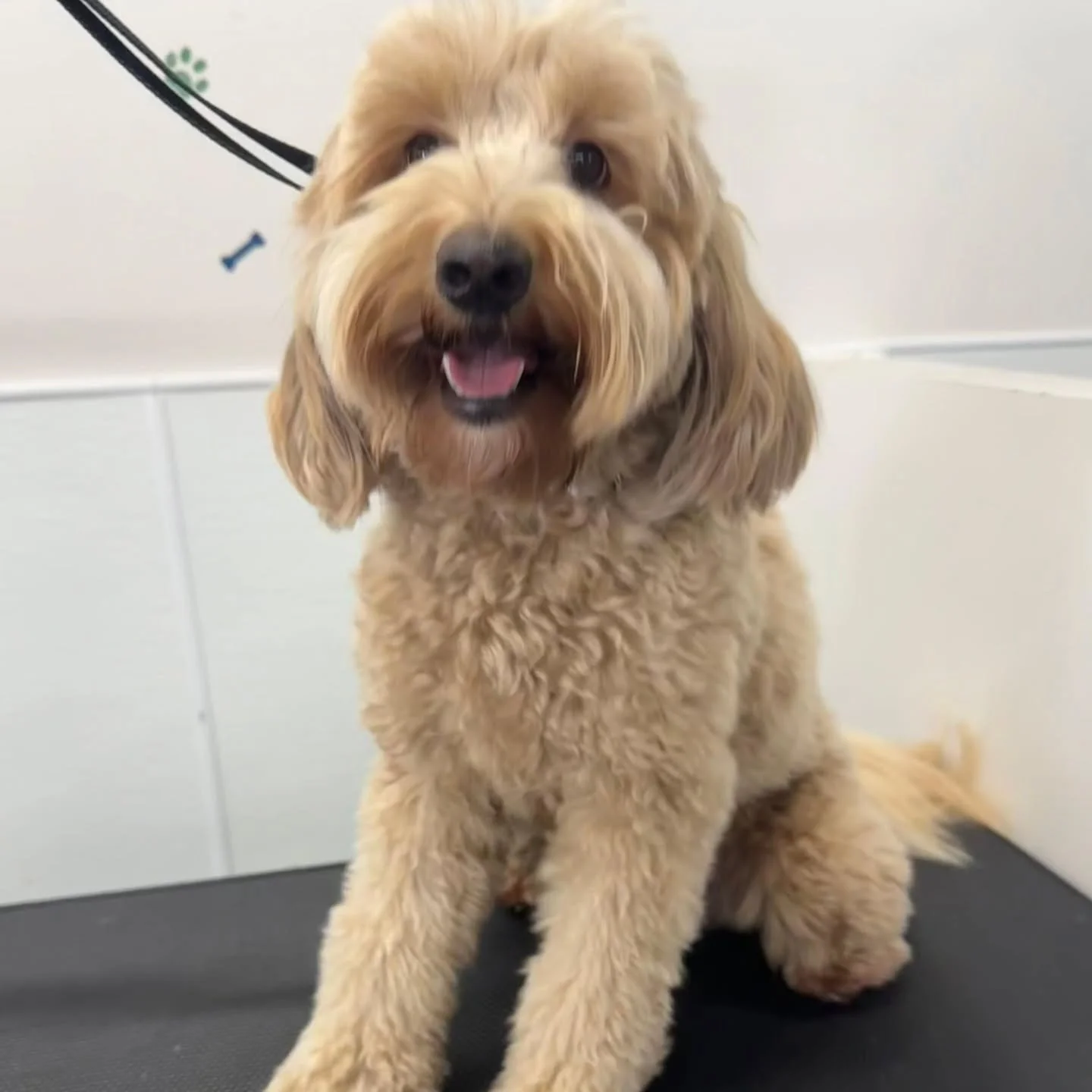 Beautiful groom done by Kelly! 

This pup is all smiles ☺️!

#dogwashkatytx #petfriendlyhouston #dogspaexperience #selfwashforyourdog #supportlocalbusinesseskaty #diydogwash #katypetowners #happydogs #dogloverhouston #dogsofKaty #dogsofHouston #KatyT
