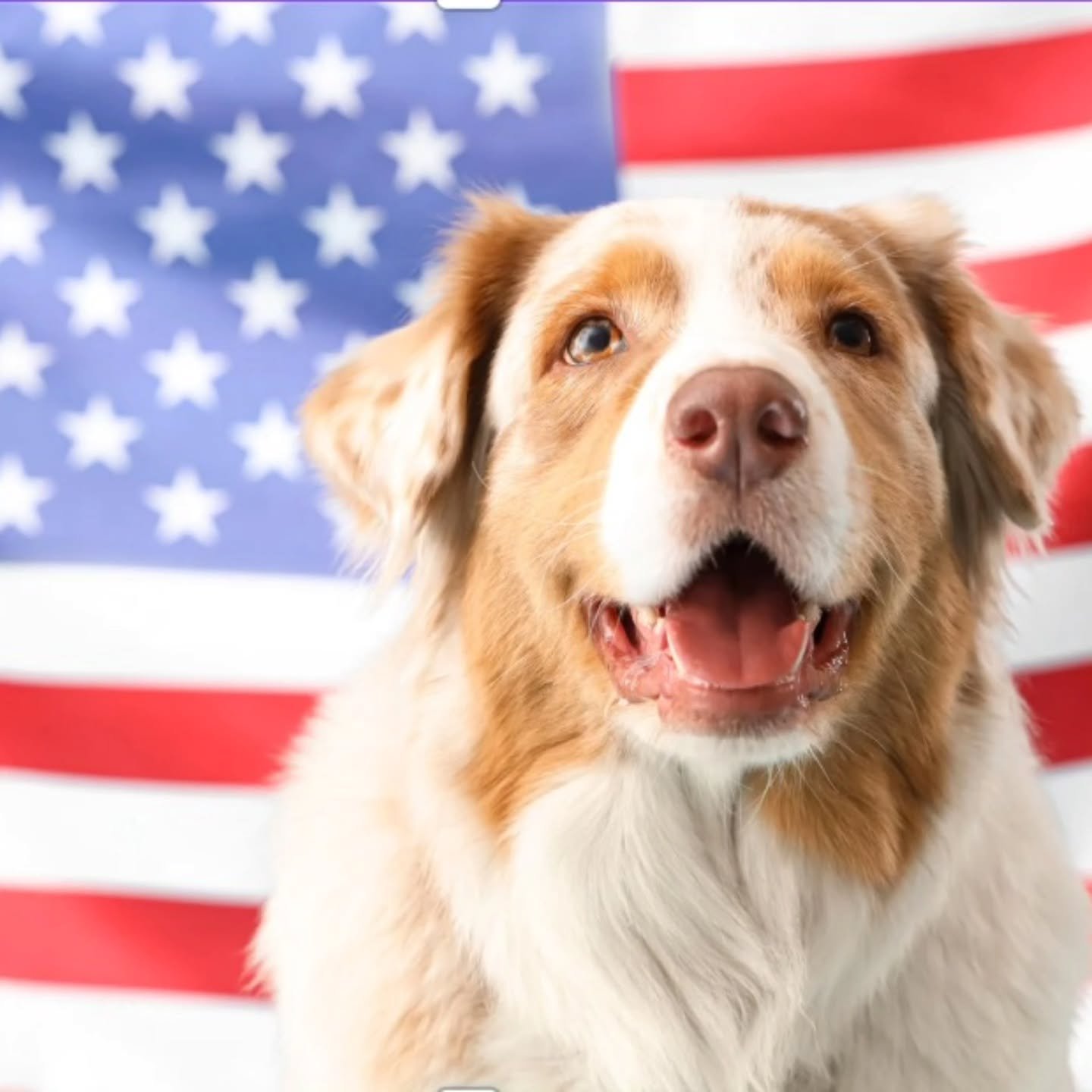 Today we honor the brave men and women who have served our country. Thank you for your courage, sacrifice, and dedication. 🇺🇸

From all of us at Pup Scrub &amp; Groom, we salute you! ❤️🐾