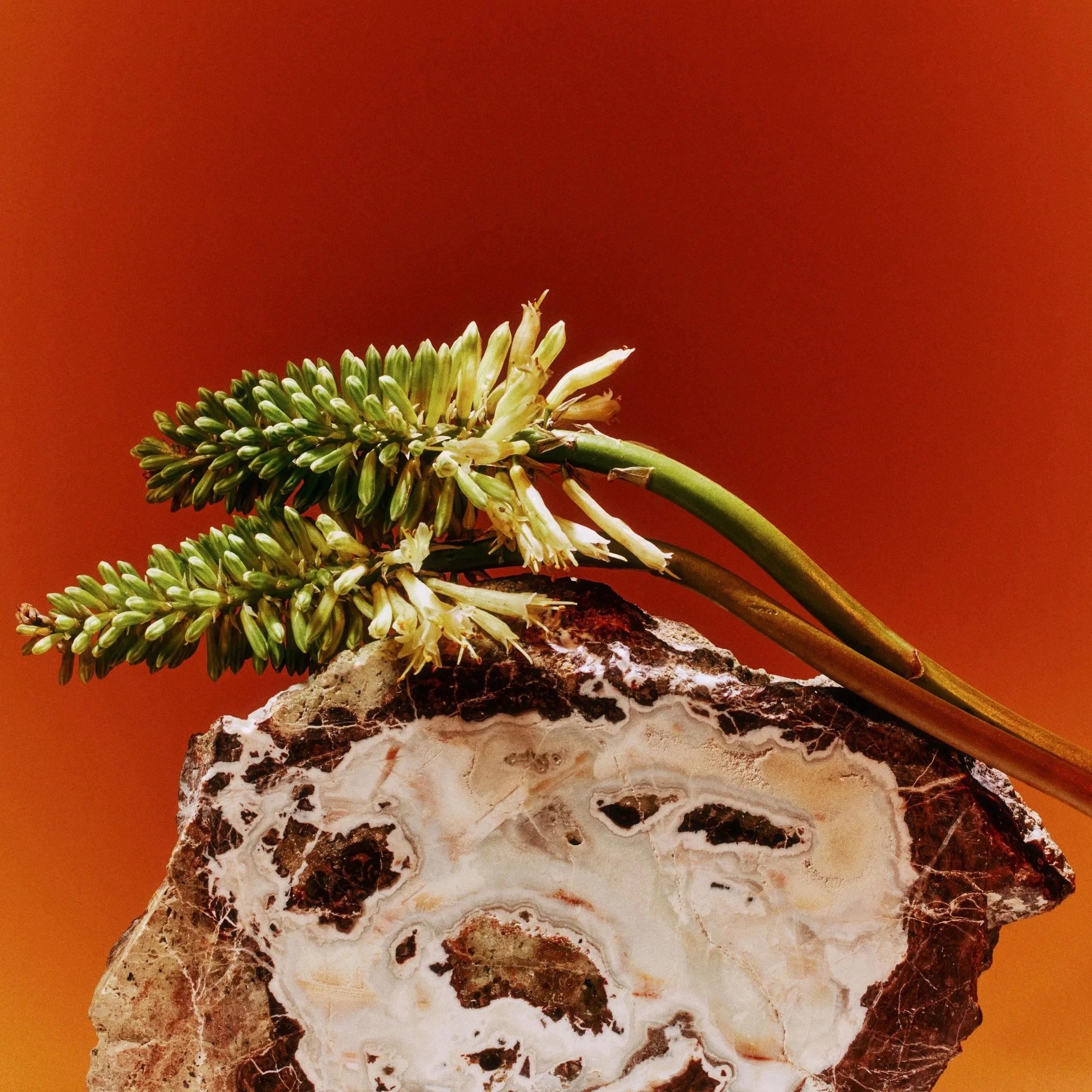 NATURE PROJECT