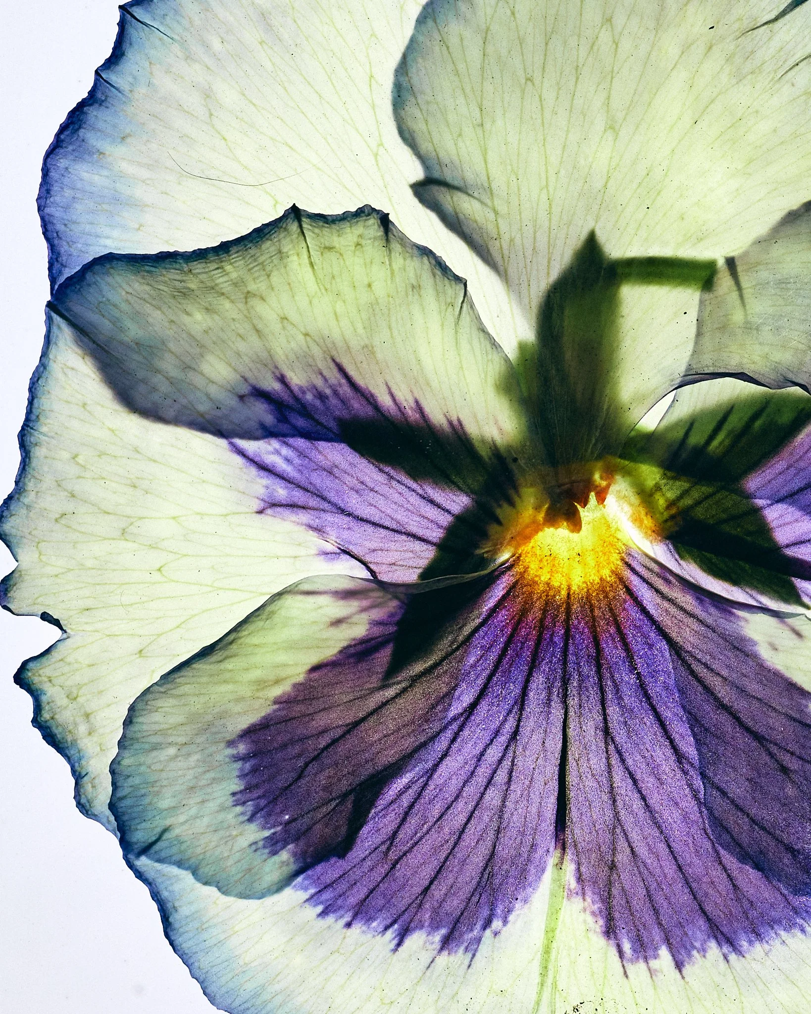 FLOWER_SHOT_02_0098.jpg