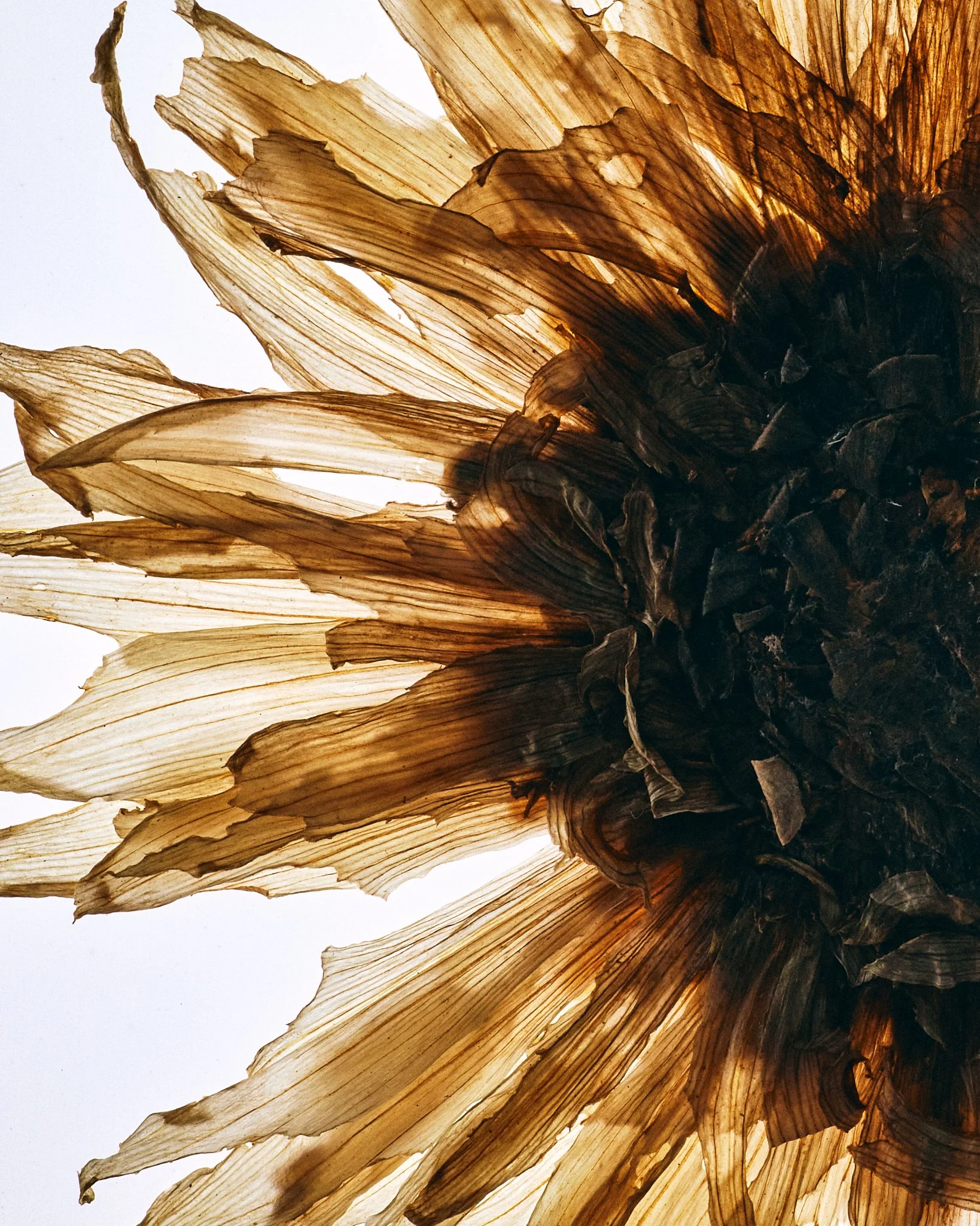 FLOWER_SHOT_02_0094.jpg