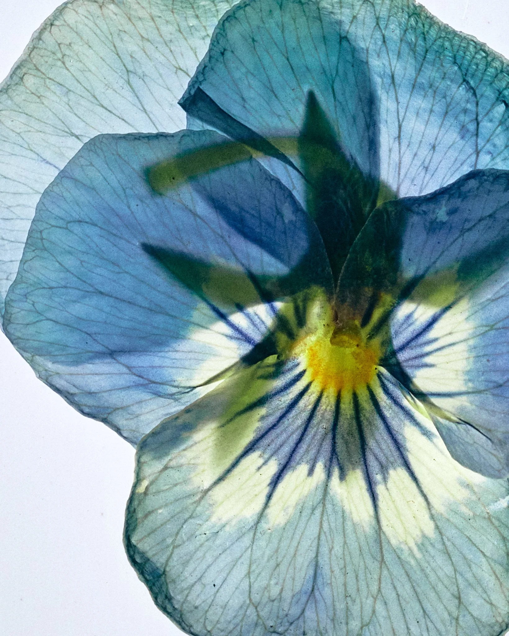 FLOWER_SHOT_02_0107.jpg
