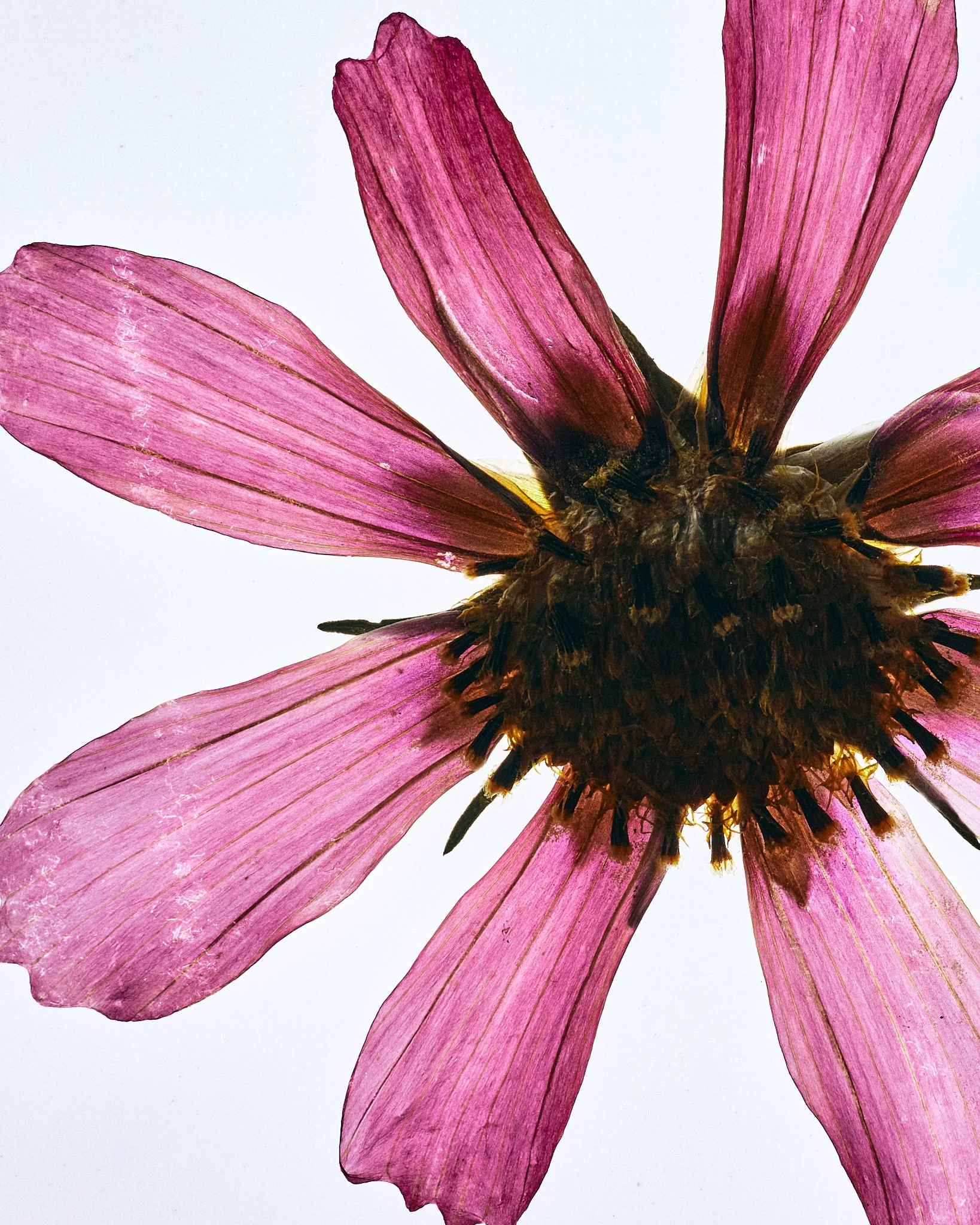 FLOWER_SHOT_02_0100.jpg