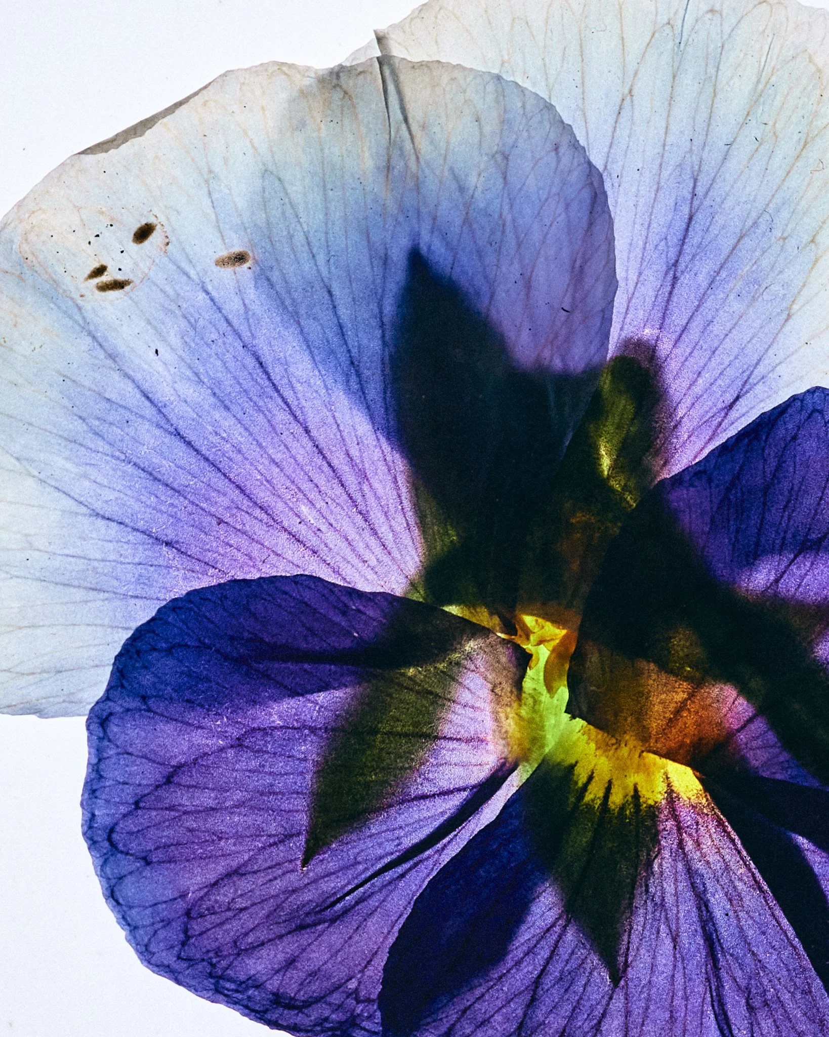 FLOWER_SHOT_02_0106.jpg