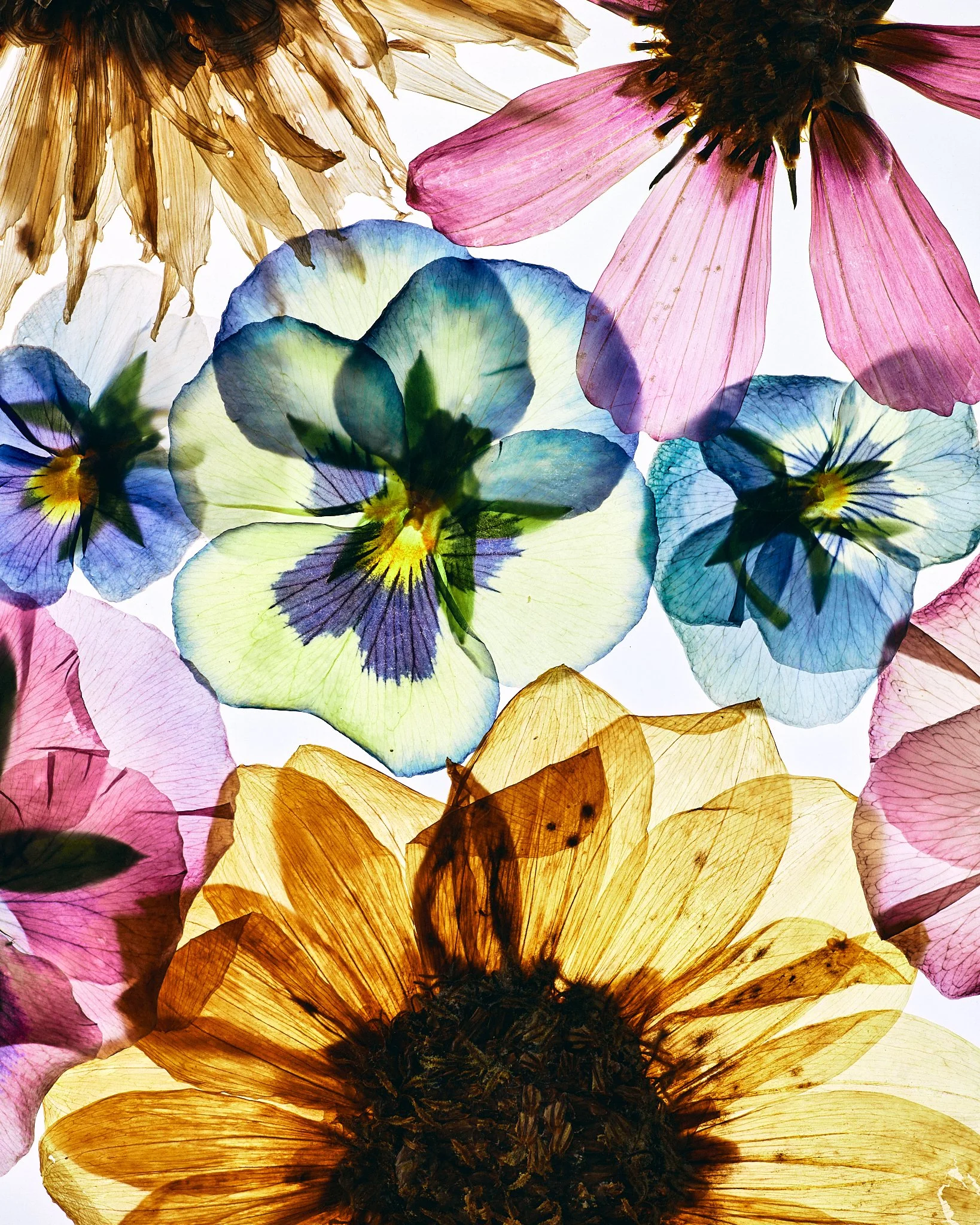 FLOWER_SHOT_02_0091.jpg