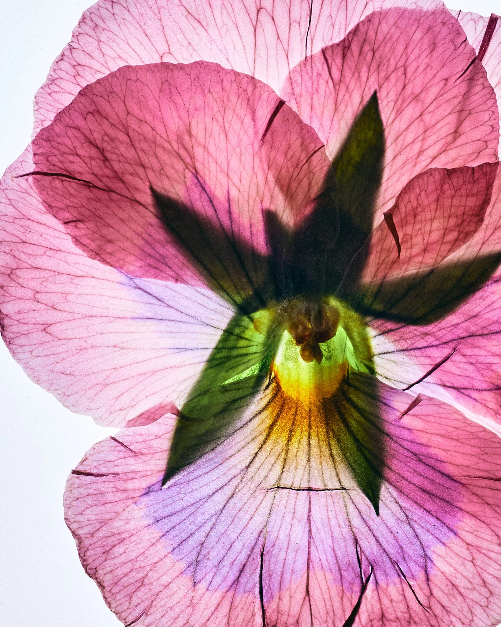 FLOWER_SHOT_02_0096.jpg
