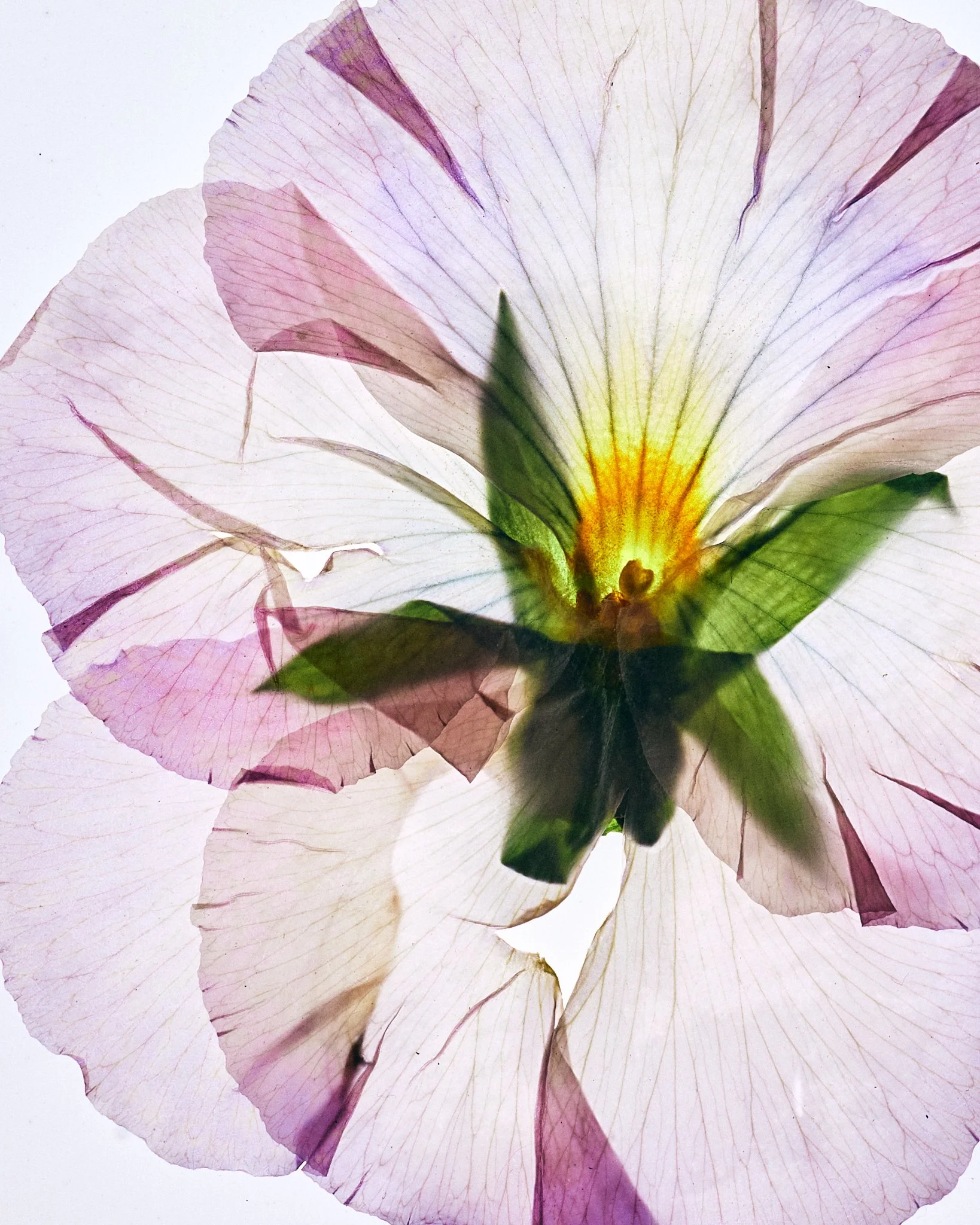 FLOWER_SHOT_02_0104.jpg