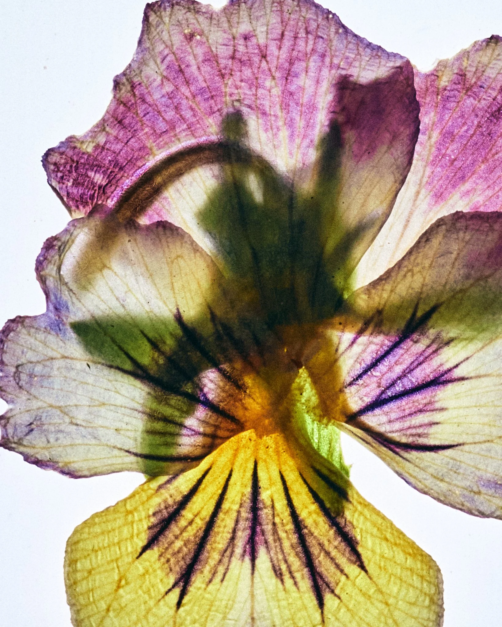 FLOWER_SHOT_02_0105.jpg