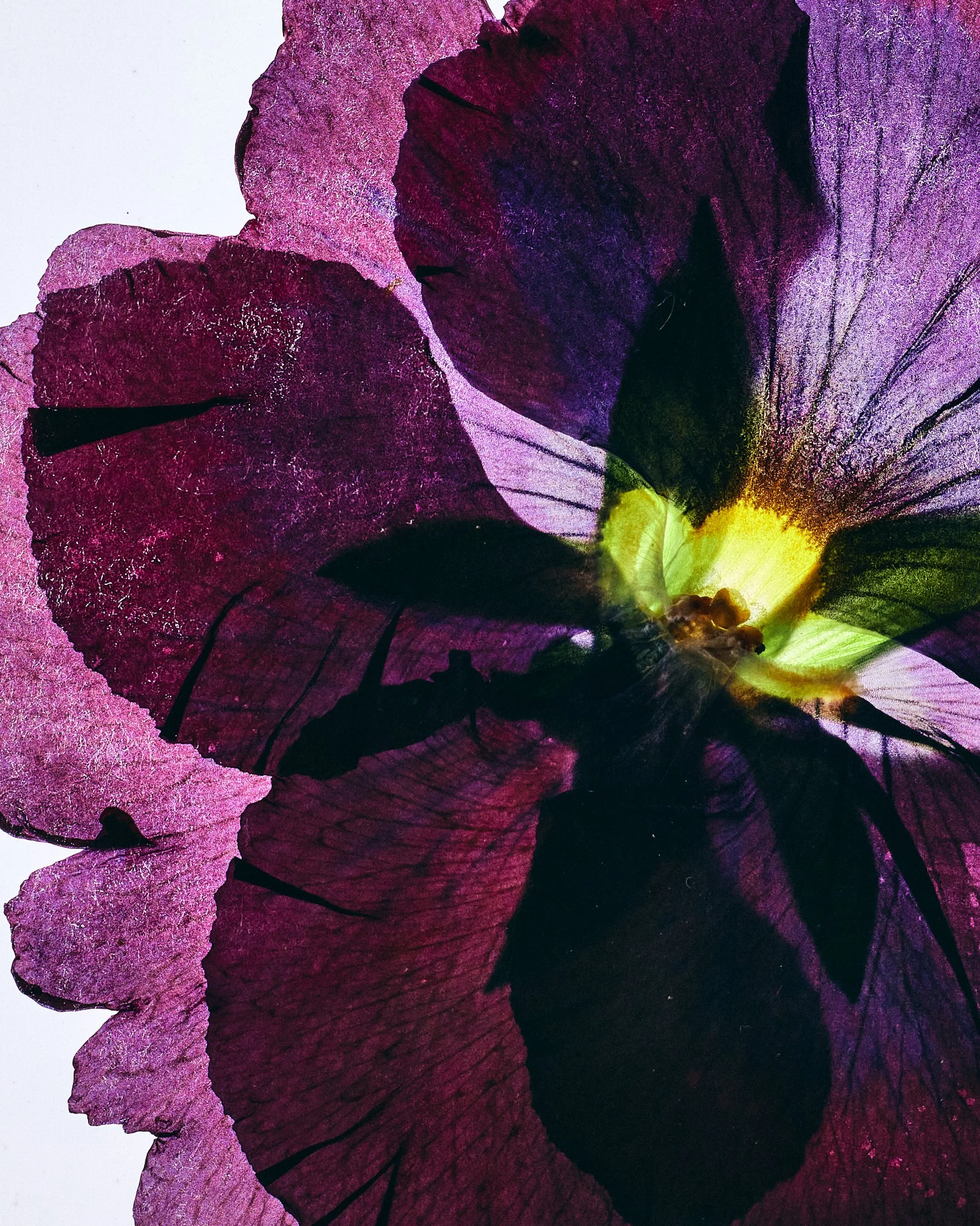 FLOWER_SHOT_02_0101.jpg