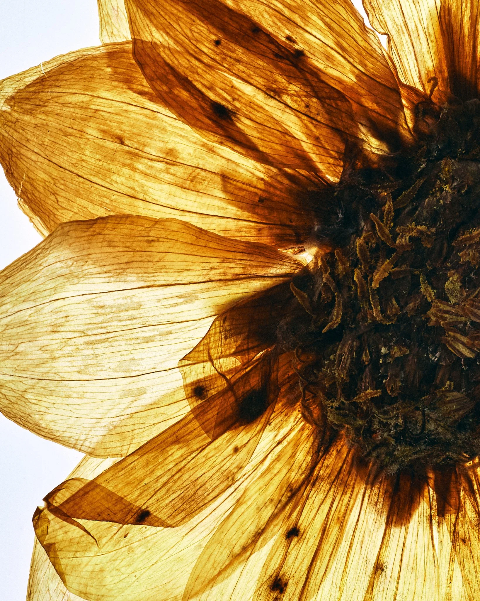 FLOWER_SHOT_02_0093.jpg