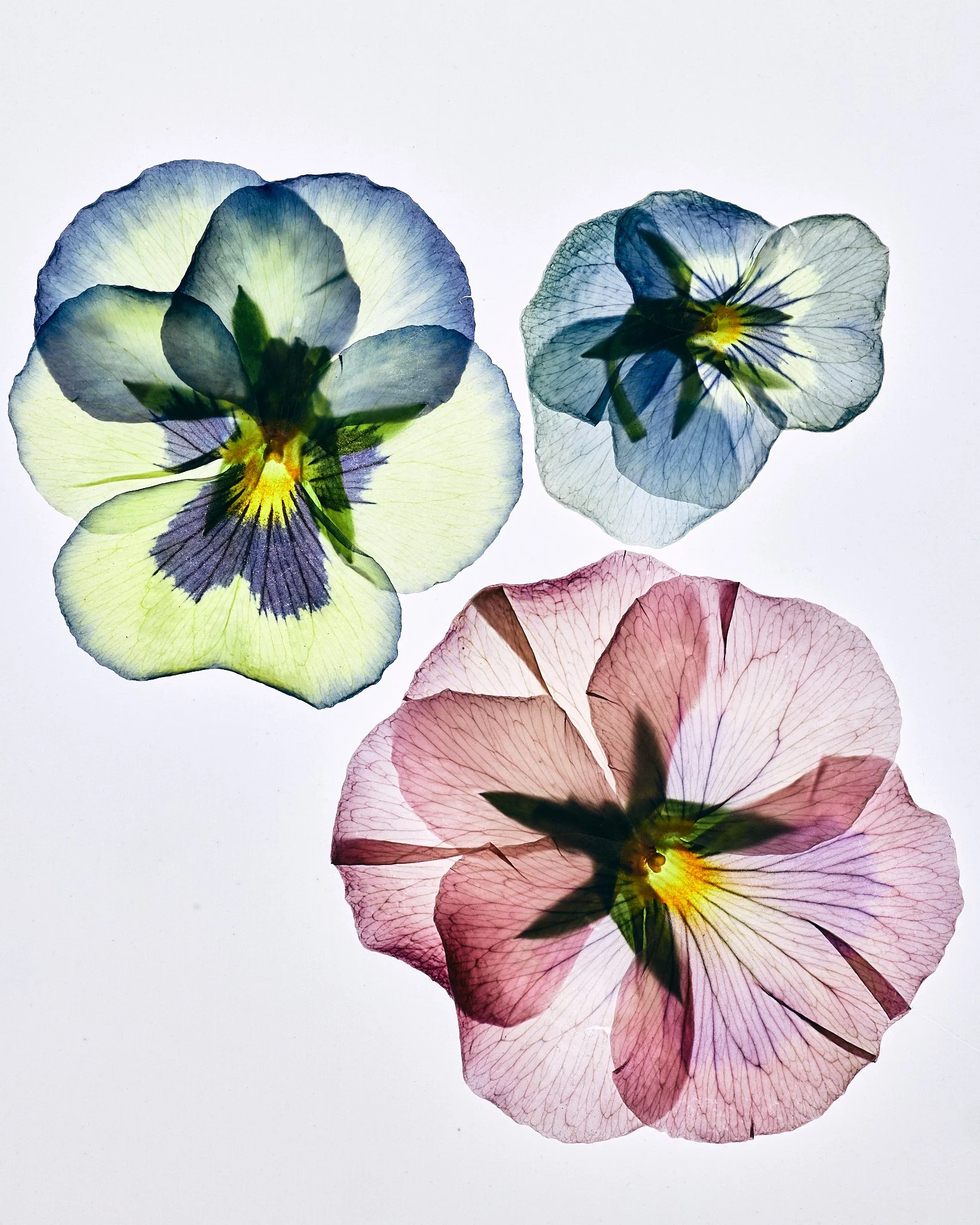 FLOWER_SHOT_02_0087.jpg