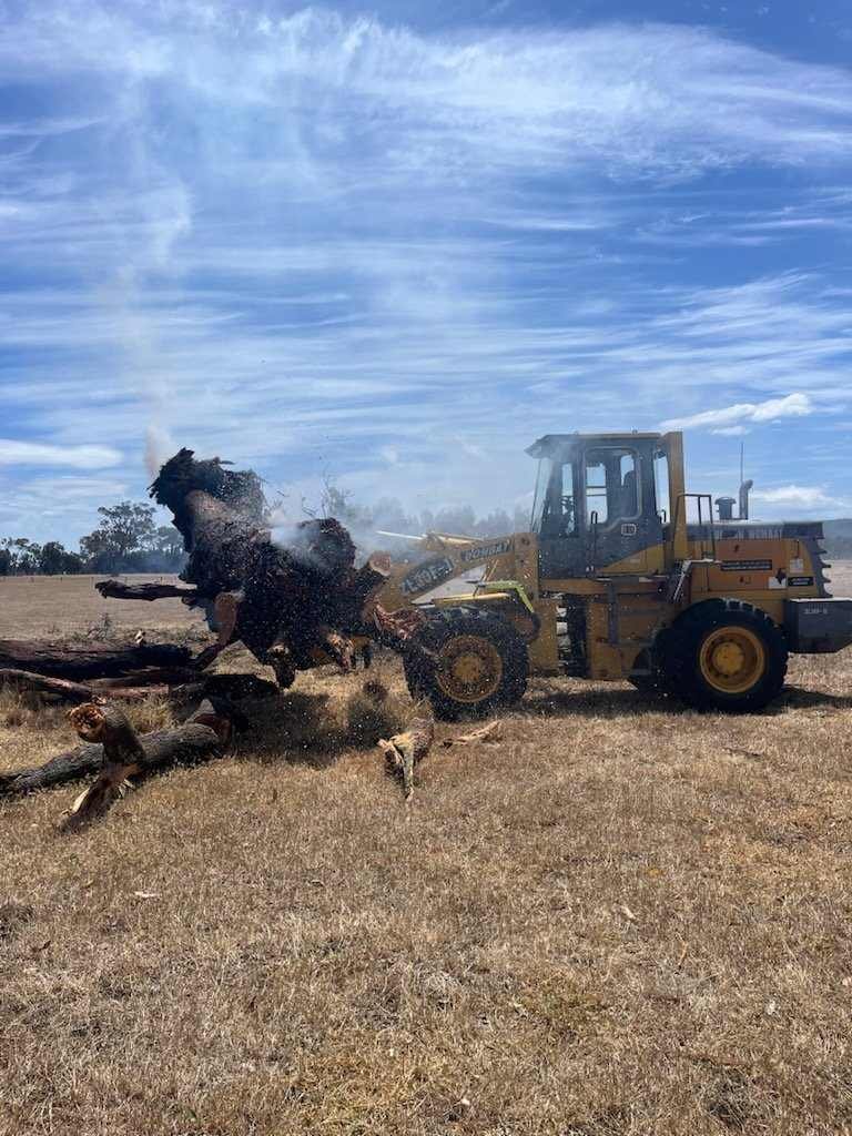 fire control- lightning struck tree