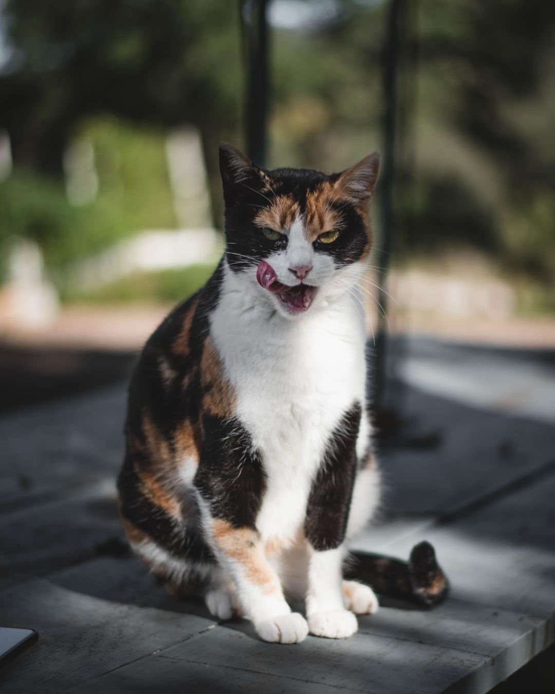 Fotografía Retrato Animal Perros y Gatos Clara Trama Sierra de Aracena