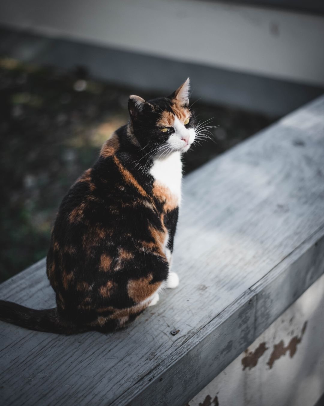 Fotografía Retrato Animal Perros y Gatos Clara Trama Sierra de Aracena
