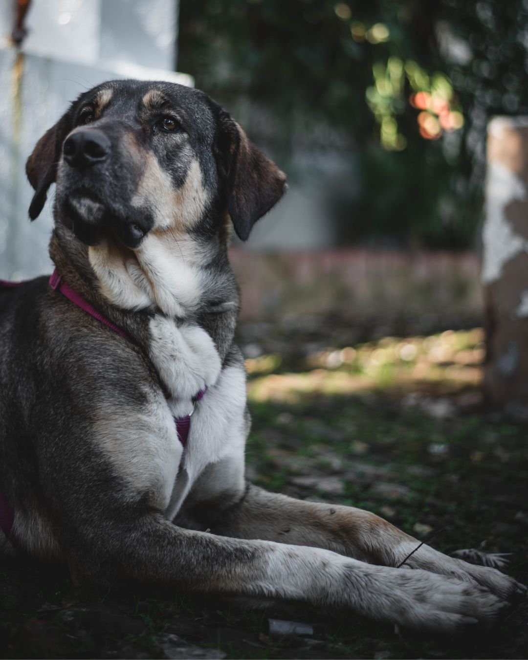 Fotografía Retrato Animal Perros y Gatos Clara Trama Sierra de Aracena