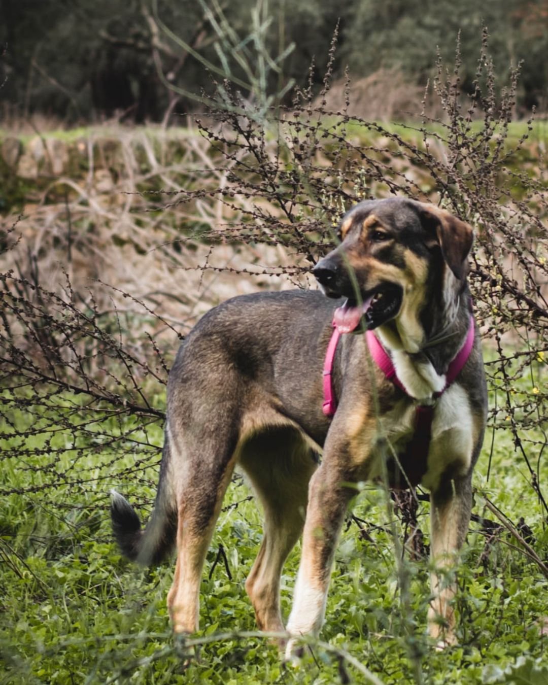 Fotografía Retrato Animal Perros y Gatos Clara Trama Sierra de Aracena
