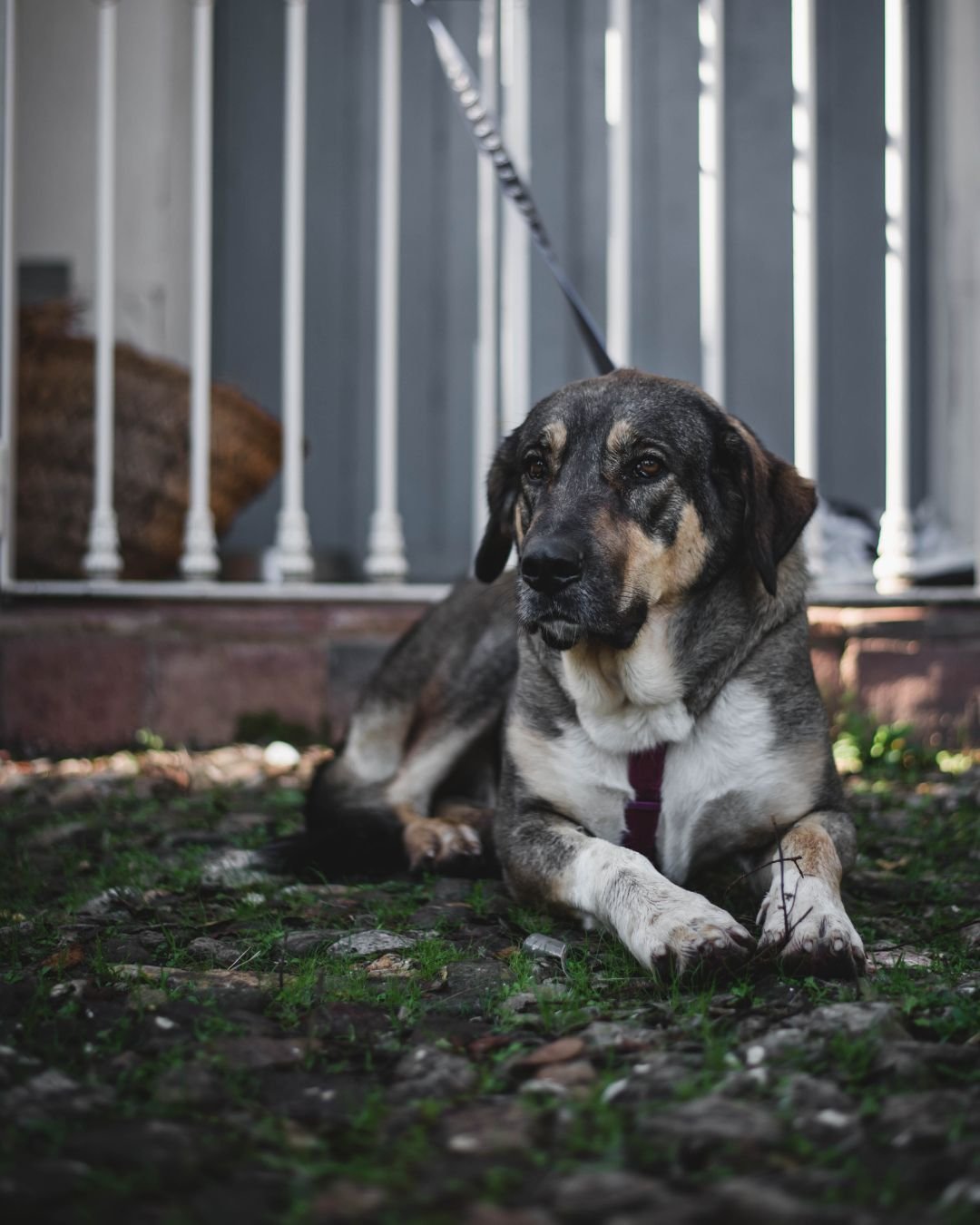 Fotografía Retrato Animal Perros y Gatos Clara Trama Sierra de Aracena