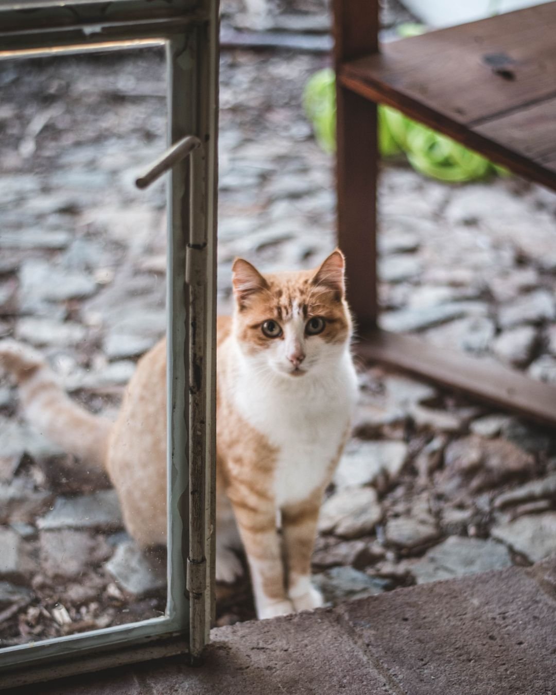 Fotografía Retrato Animal Perros y Gatos Clara Trama Sierra de Aracena