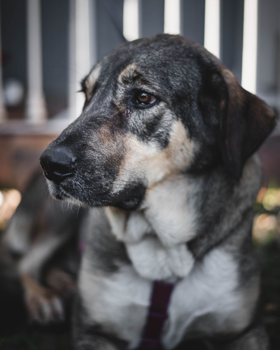 Fotografía Retrato Animal Perros y Gatos Clara Trama Sierra de Aracena