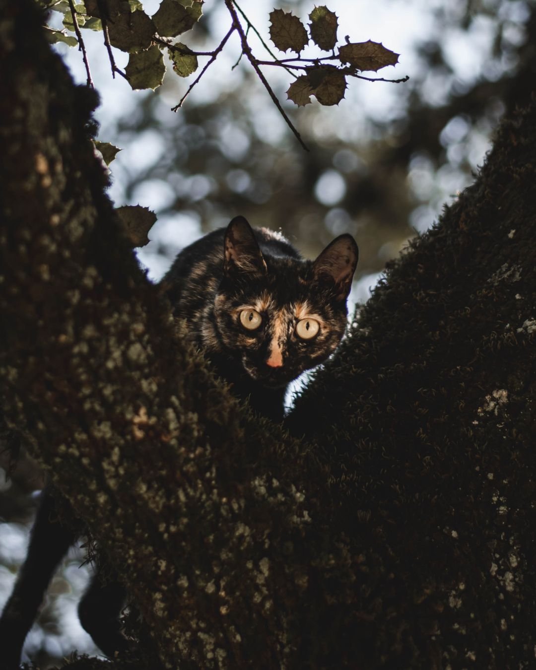 Fotografía Retrato Animal Perros y Gatos Clara Trama Sierra de Aracena