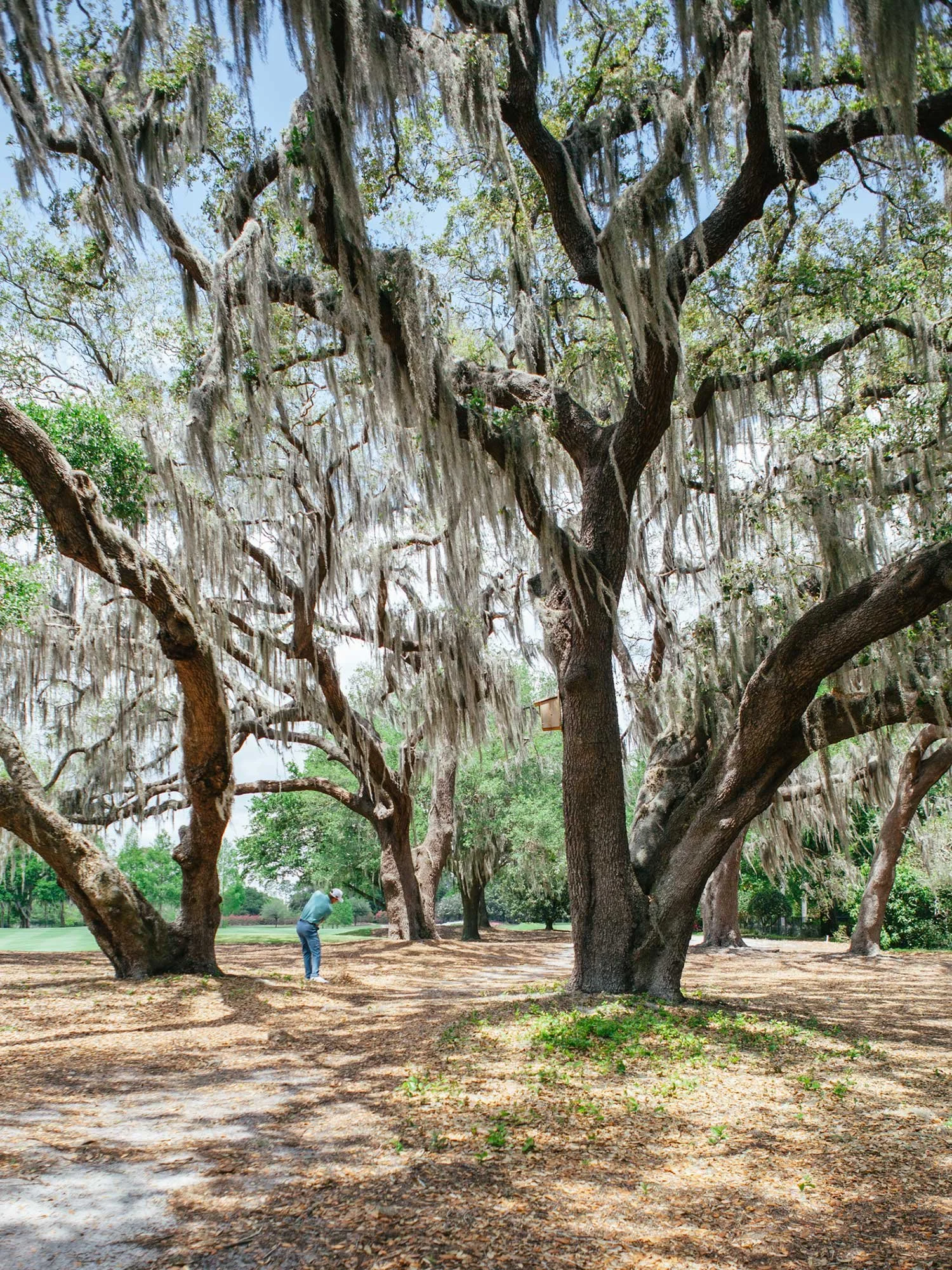 Golfer playing beneath Spanish moss-covered oak trees on a golf course in Orlando, Florida