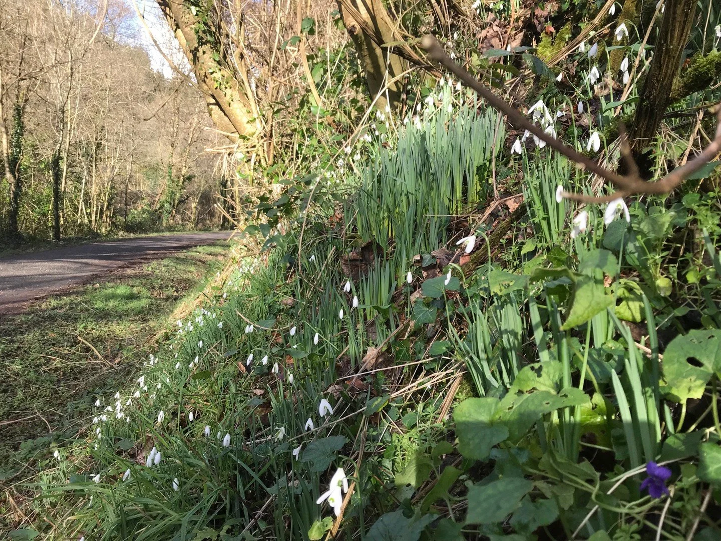 Spring is in the air! 

Try and find time this weekend to get out on the trail and see all the gorgeous flowers coming through xx

www.bridgebikehire.co.uk
Tel:01208 813050

#Flowers #cornwall #cameltrail #spring #visitcornwall