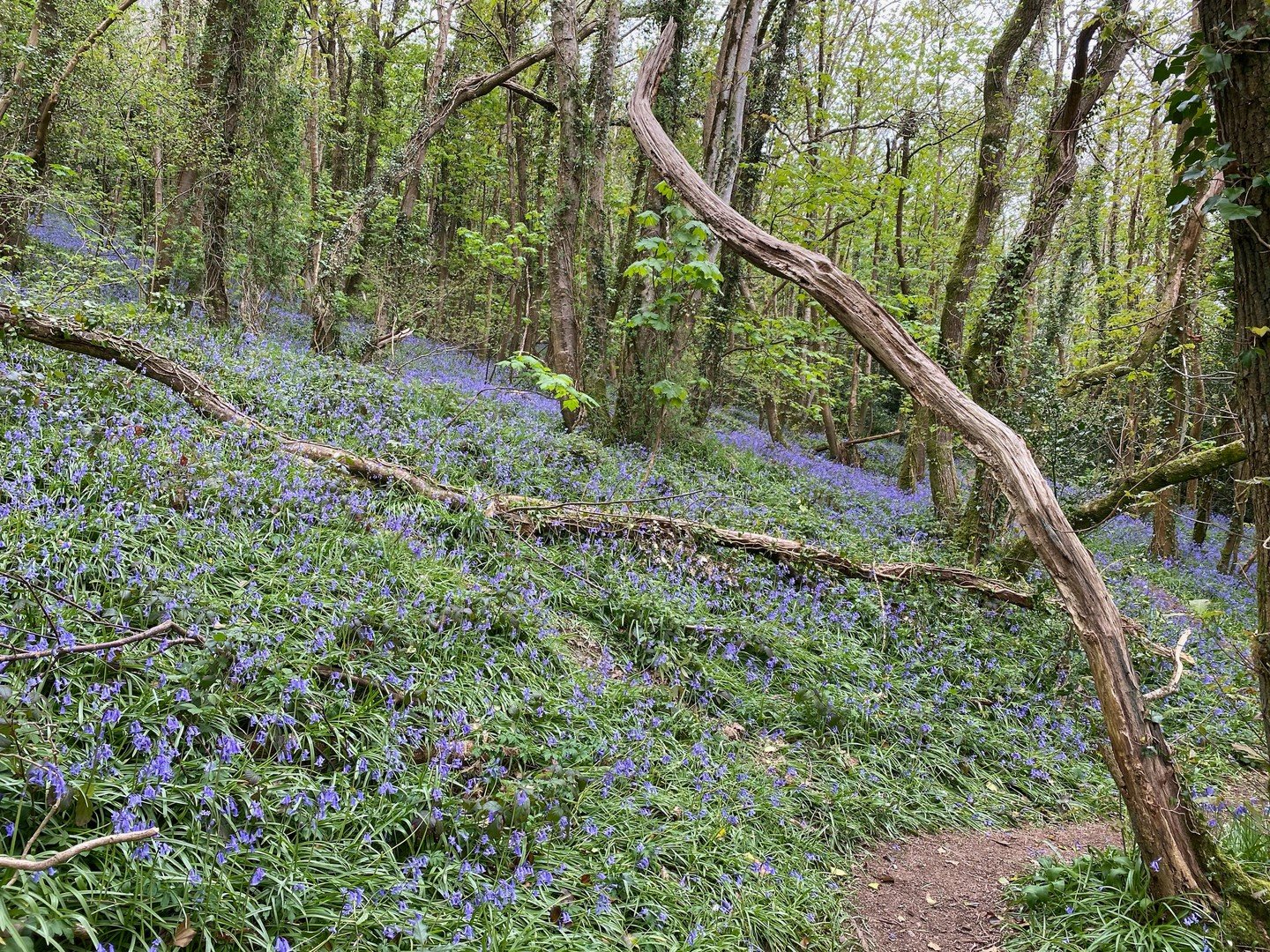Last call for bluebells on the Camel Trail 🔵🌿
The woodland ride out towards Bodmin won't look like this for much longer &mdash; spring is doing its thing and it is breathtaking right now. One of those rides you'll be talking about for years.
Worth 