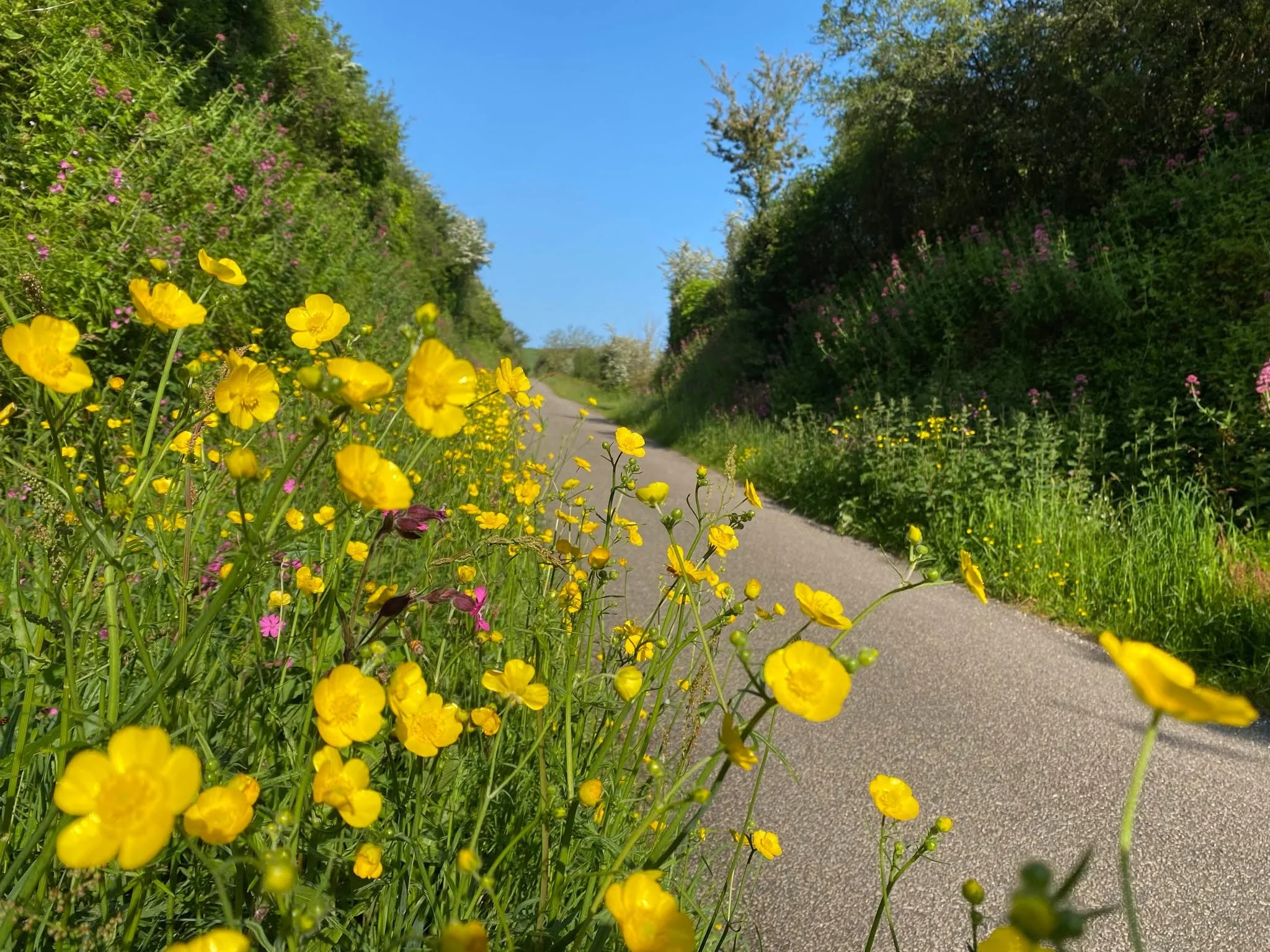The trail is absolutely full of colour right now.

Buttercups, little pink flowers tucked along the edges, hedgerows doing their thing &mdash; May might just be the best-kept secret for getting out on the Camel Trail. The crowds haven't quite arrived