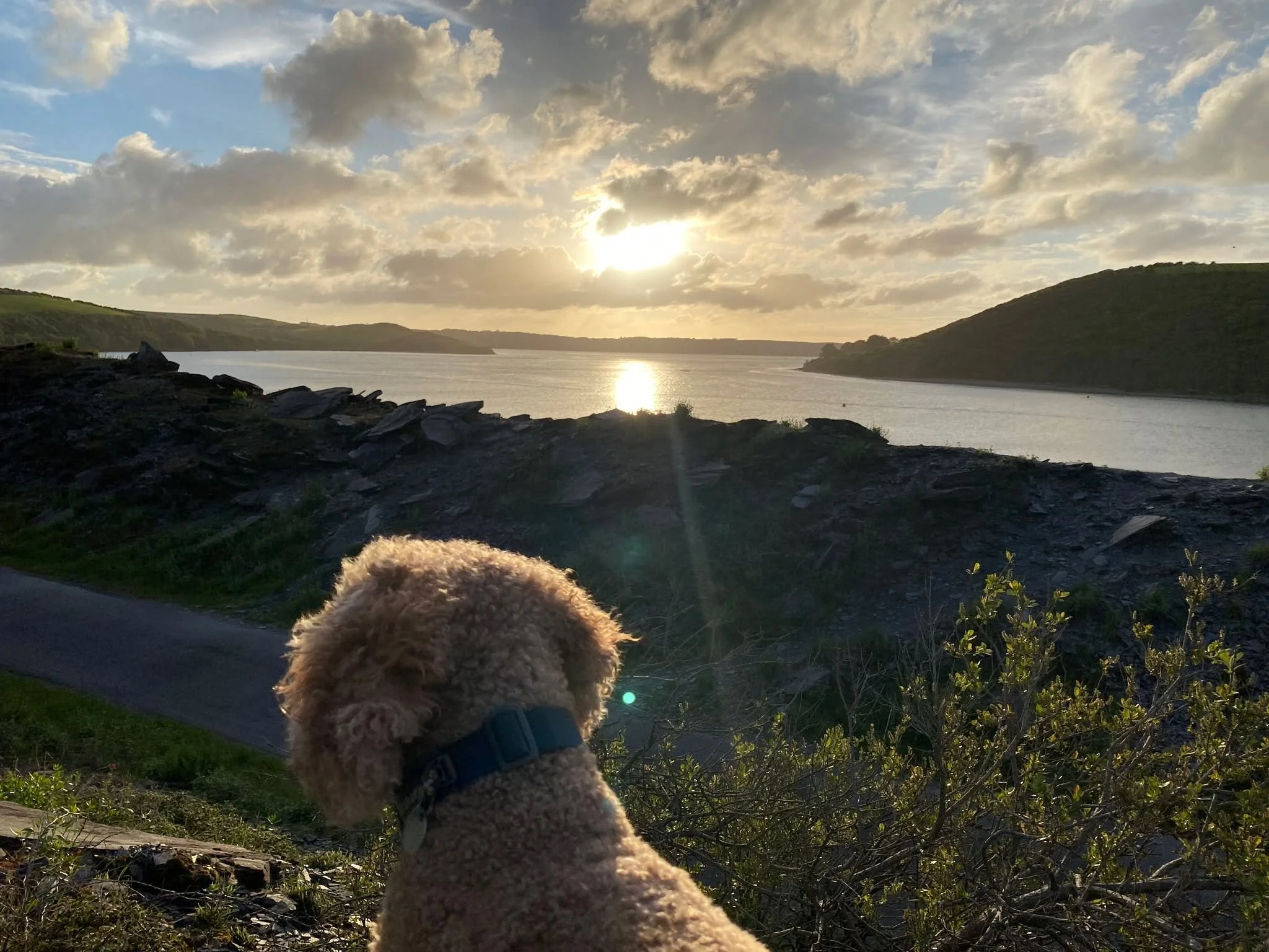 🐾 Magic moment for me and the dog.

Up on the quarry before most people are even awake, watching the river do its thing at sunrise. May tides can be dramatic &mdash; very high, very low &mdash; and first light on the water is something else entirely